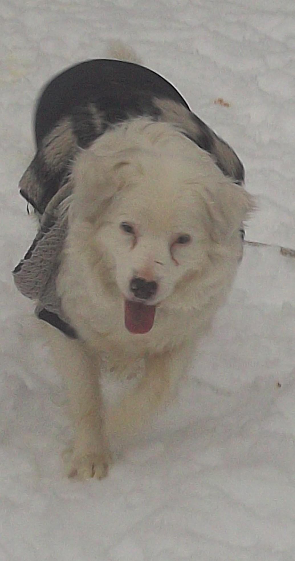 JOY, a ADOPTABLE mixed breed in Reed City, MI image 3/4