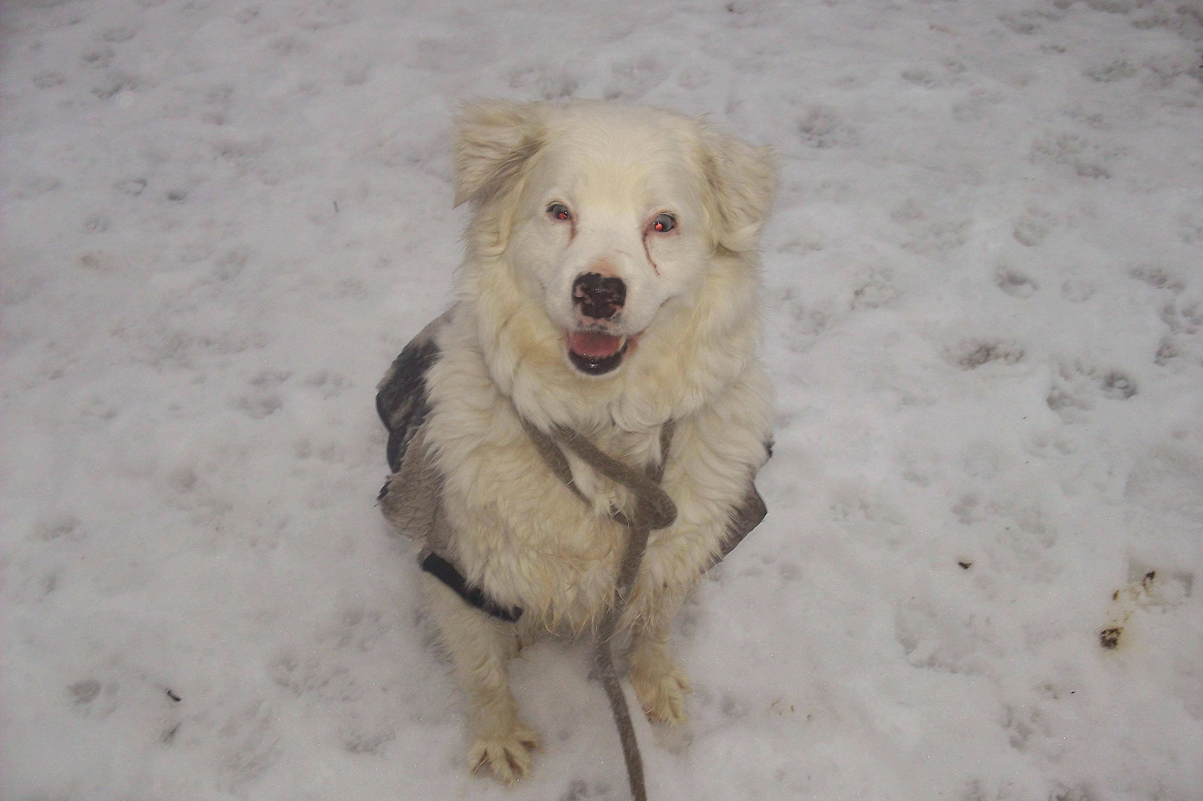 JOY, ADOPTABLE, Adult Female Australian Shepherd.
