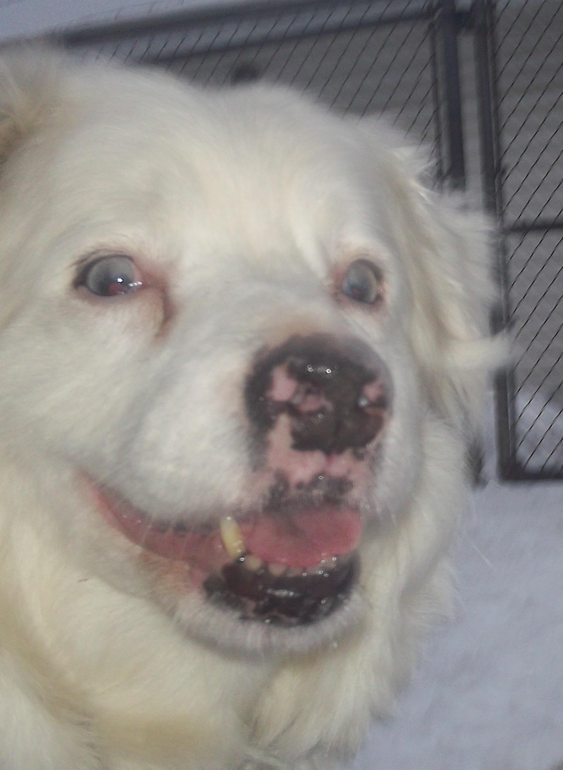 JOY, a ADOPTABLE mixed breed in Reed City, MI image 2/4