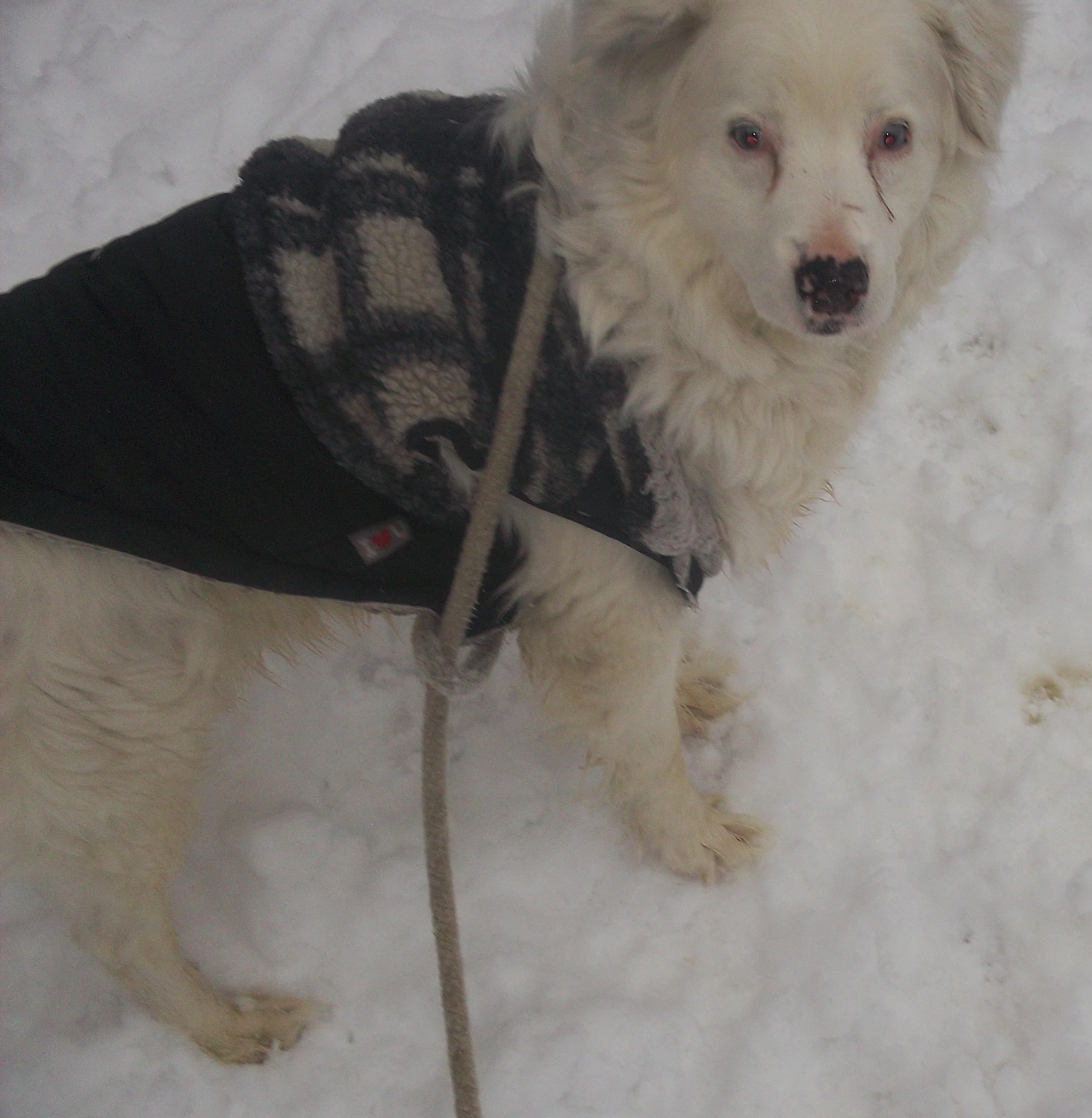 JOY, a ADOPTABLE mixed breed in Reed City, MI image 4/4