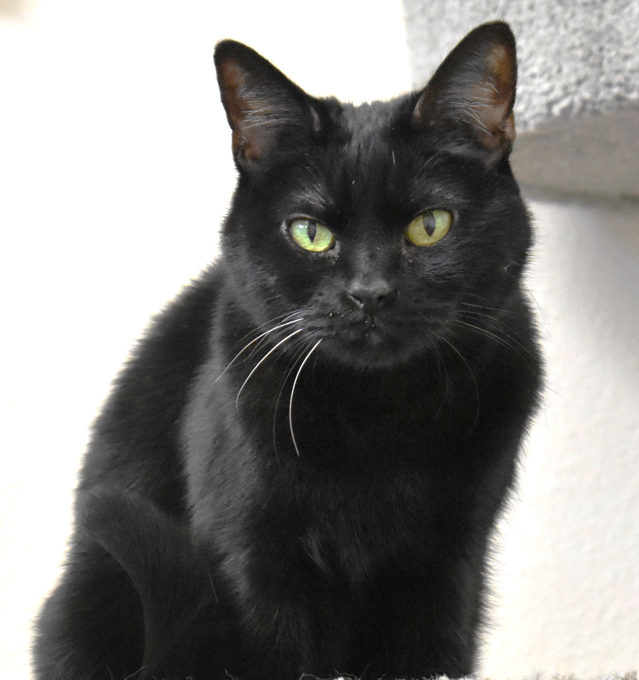 Tweetie, ADOPTABLE, Senior Female Domestic Short Hair.