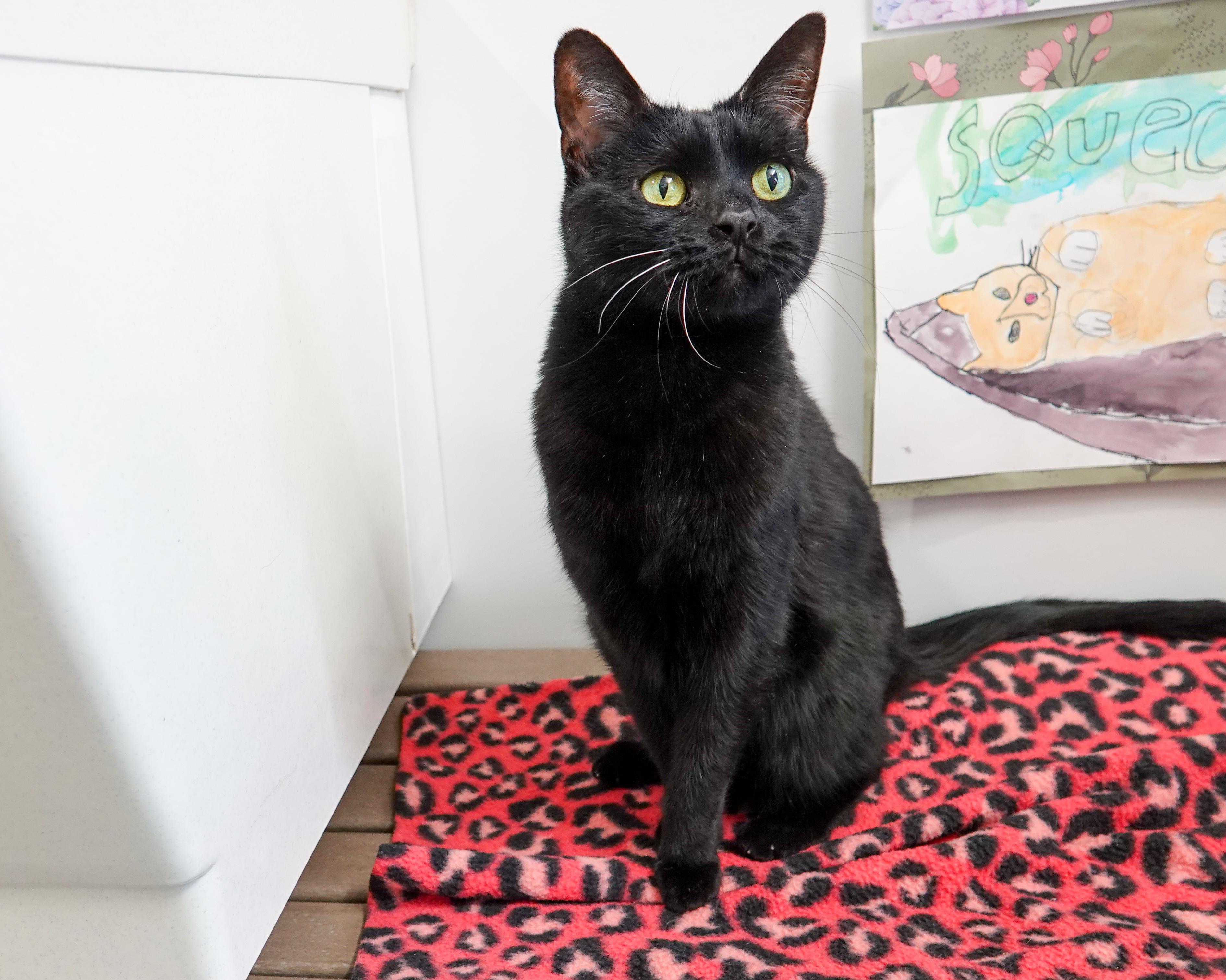 Enlarge Tweetie, a ADOPTABLE Domestic Short Hair in Boise, ID image 1/3