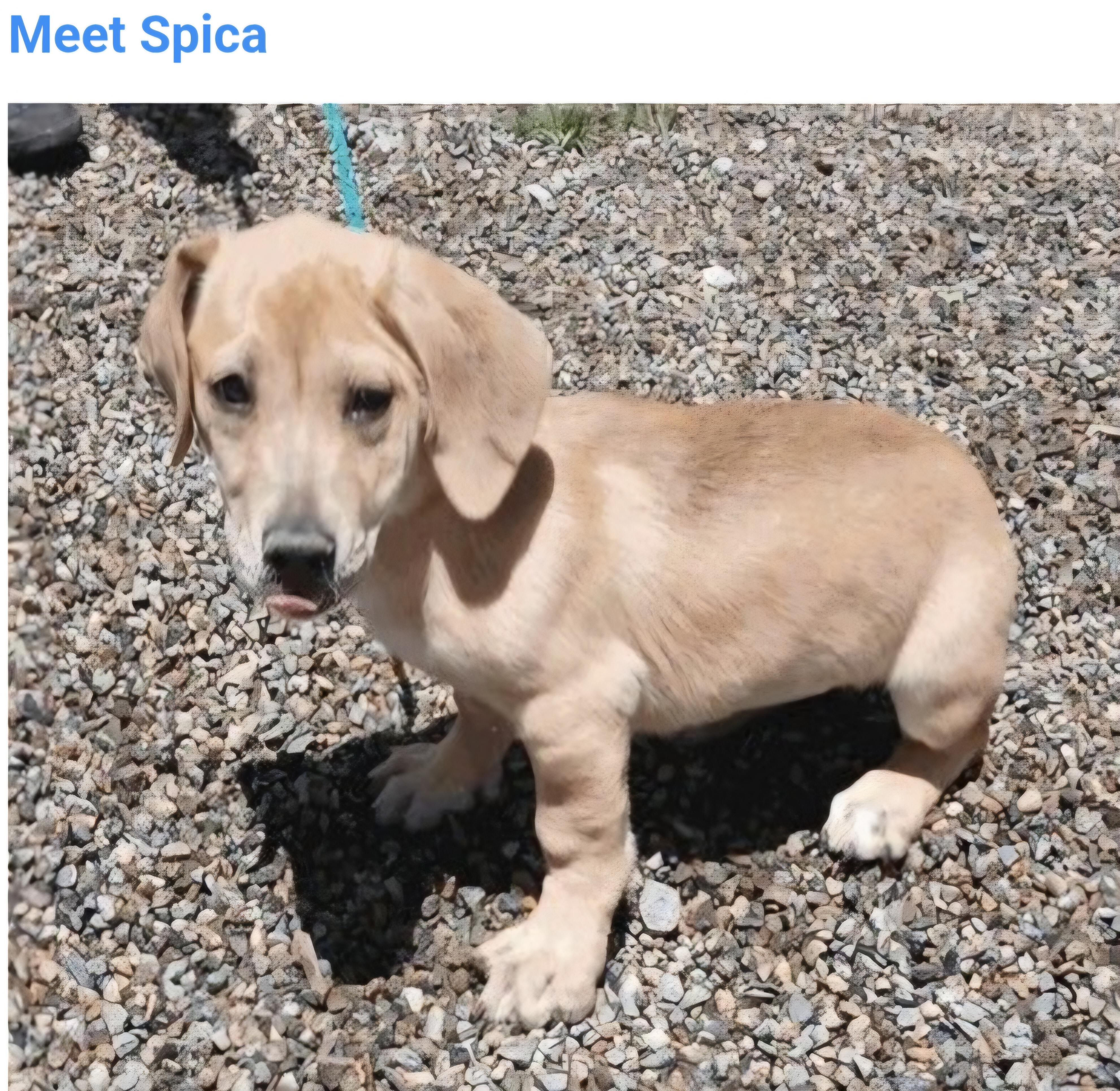 Enlarge Spica, an adoptable mixed breed in Salt Lake City, UT image 1/1