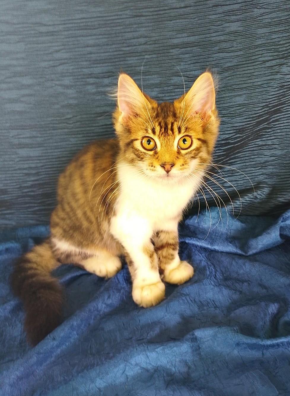 Enlarge Spencer 711, a Adoptable Domestic Long Hair in Nichols, NY image 1/1