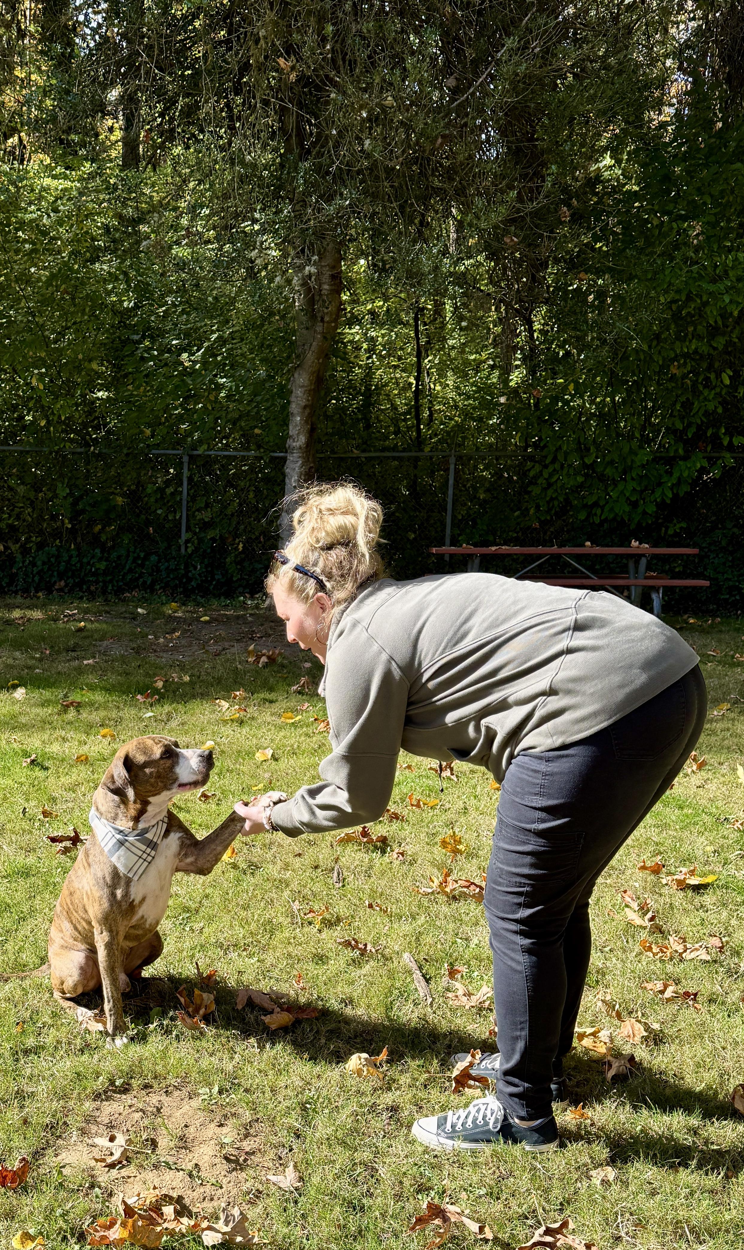 Enlarge Billy, a Adoptable American Staffordshire Terrier in Olympia, WA image 2/6