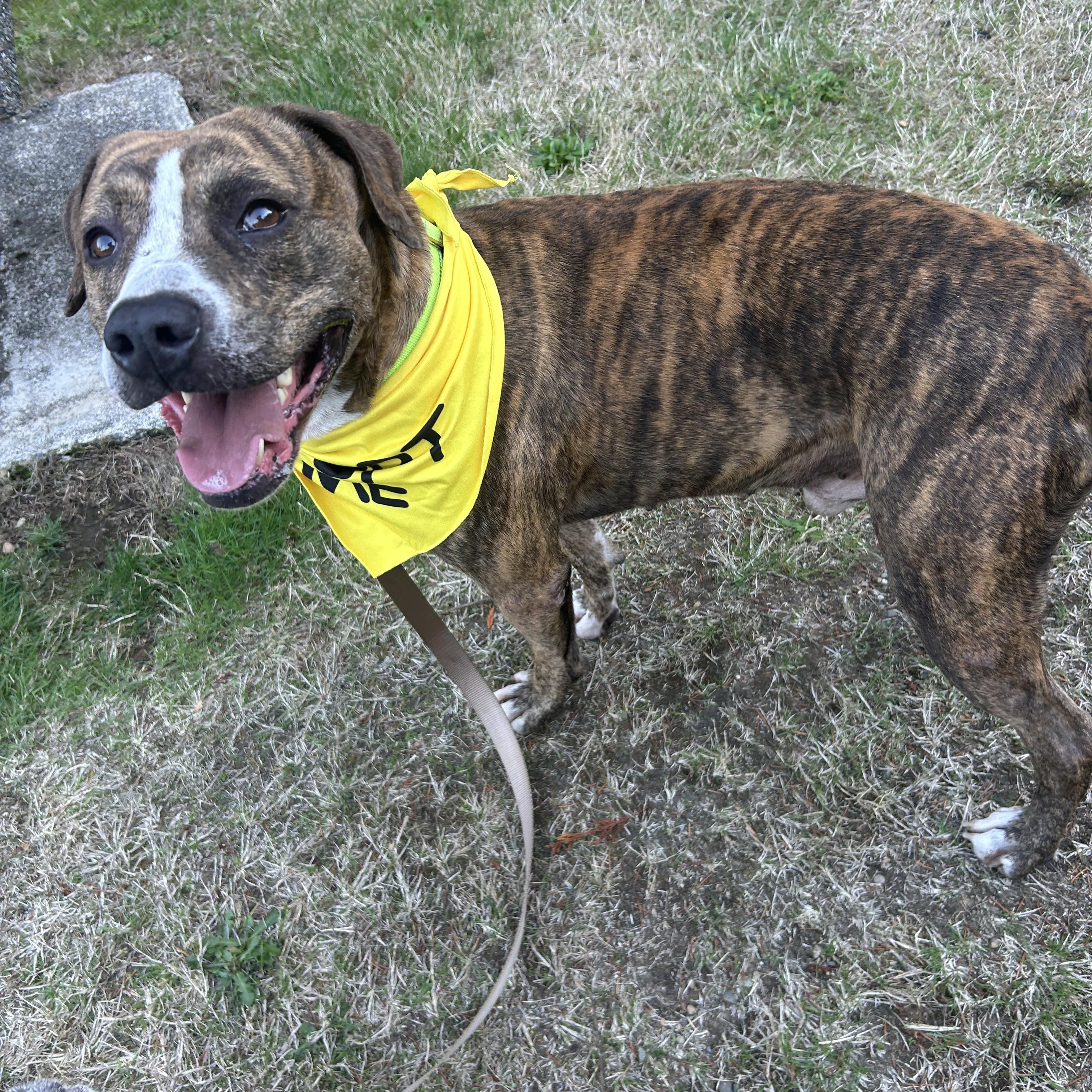 Enlarge Billy, a Adoptable American Staffordshire Terrier in Olympia, WA image 6/6