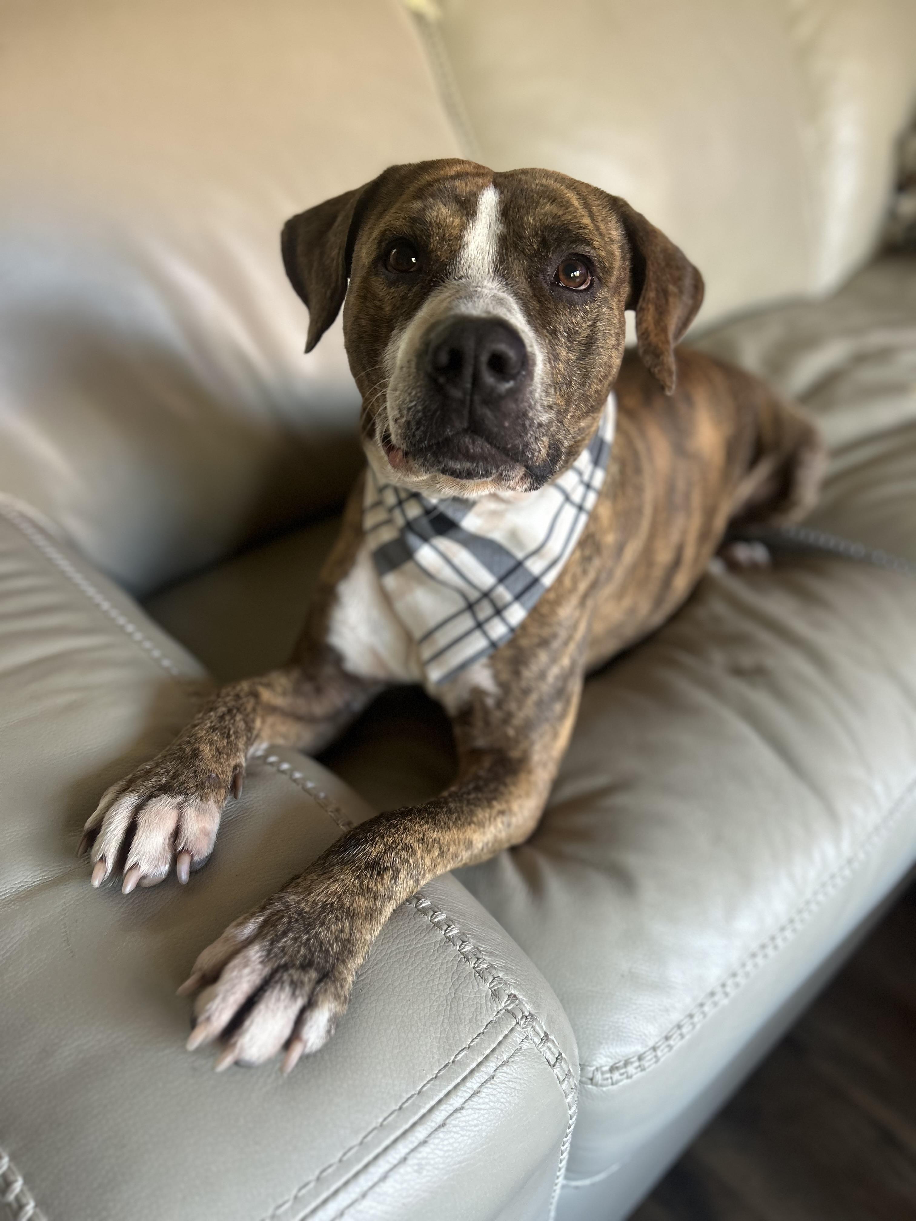 Enlarge Billy, a Adoptable American Staffordshire Terrier in Olympia, WA image 1/6