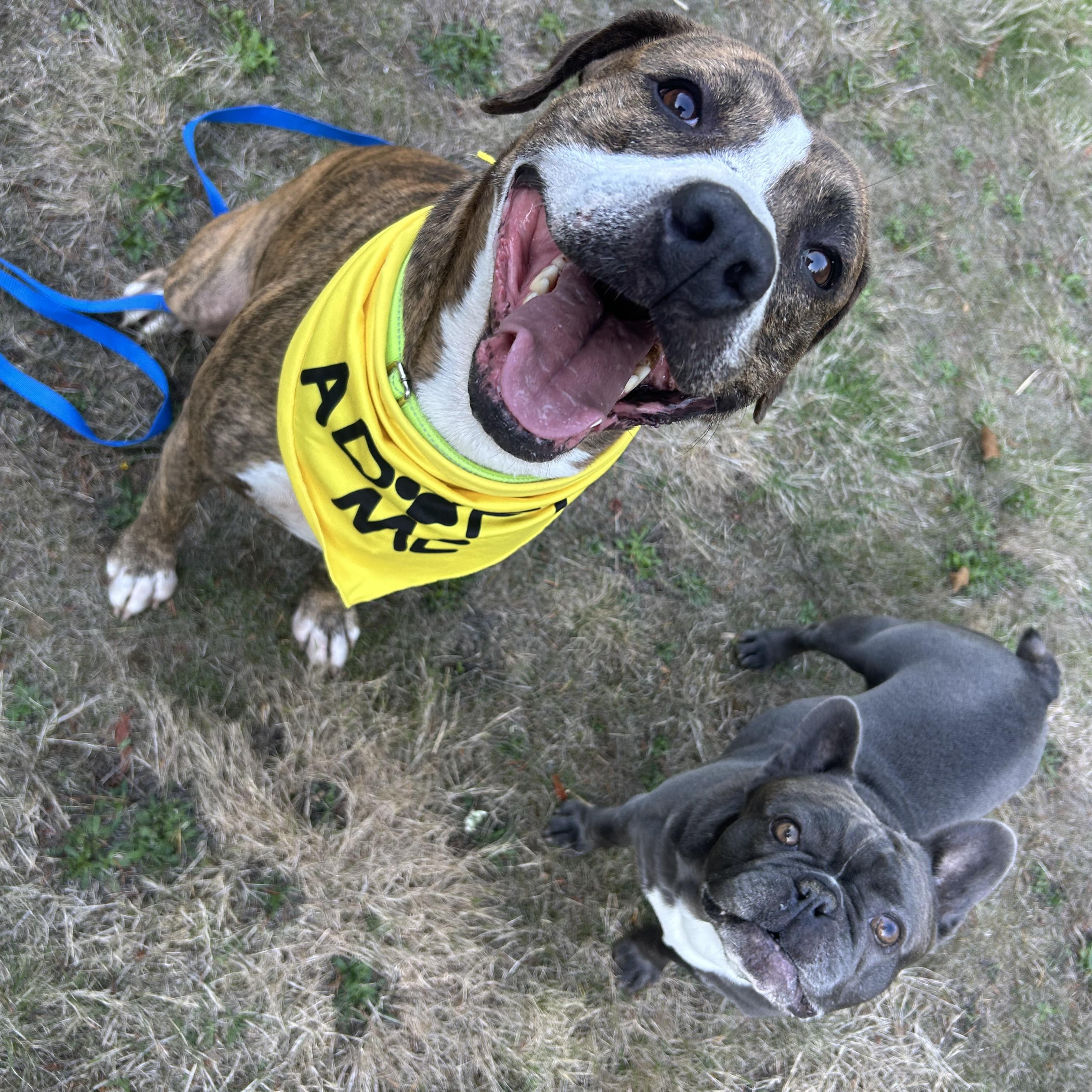 Enlarge Billy, a Adoptable American Staffordshire Terrier in Olympia, WA image 5/6