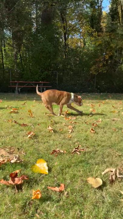 Enlarge Billy, a Adoptable American Staffordshire Terrier in Olympia, WA video 3/6