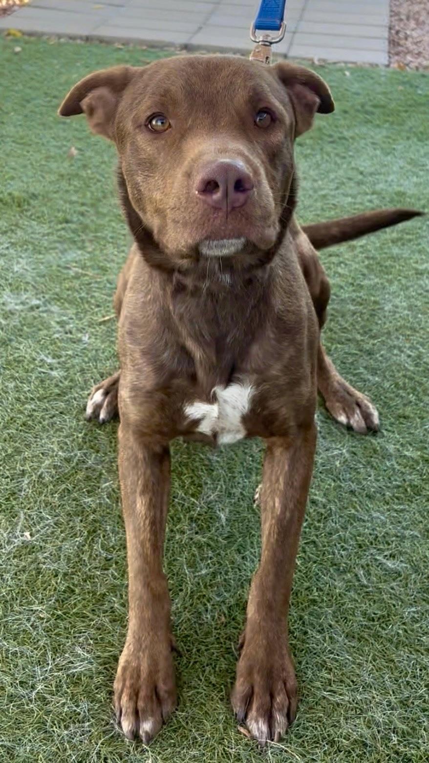 Enlarge Tucker, a ADOPTABLE mixed breed in Payson, AZ image 4/4