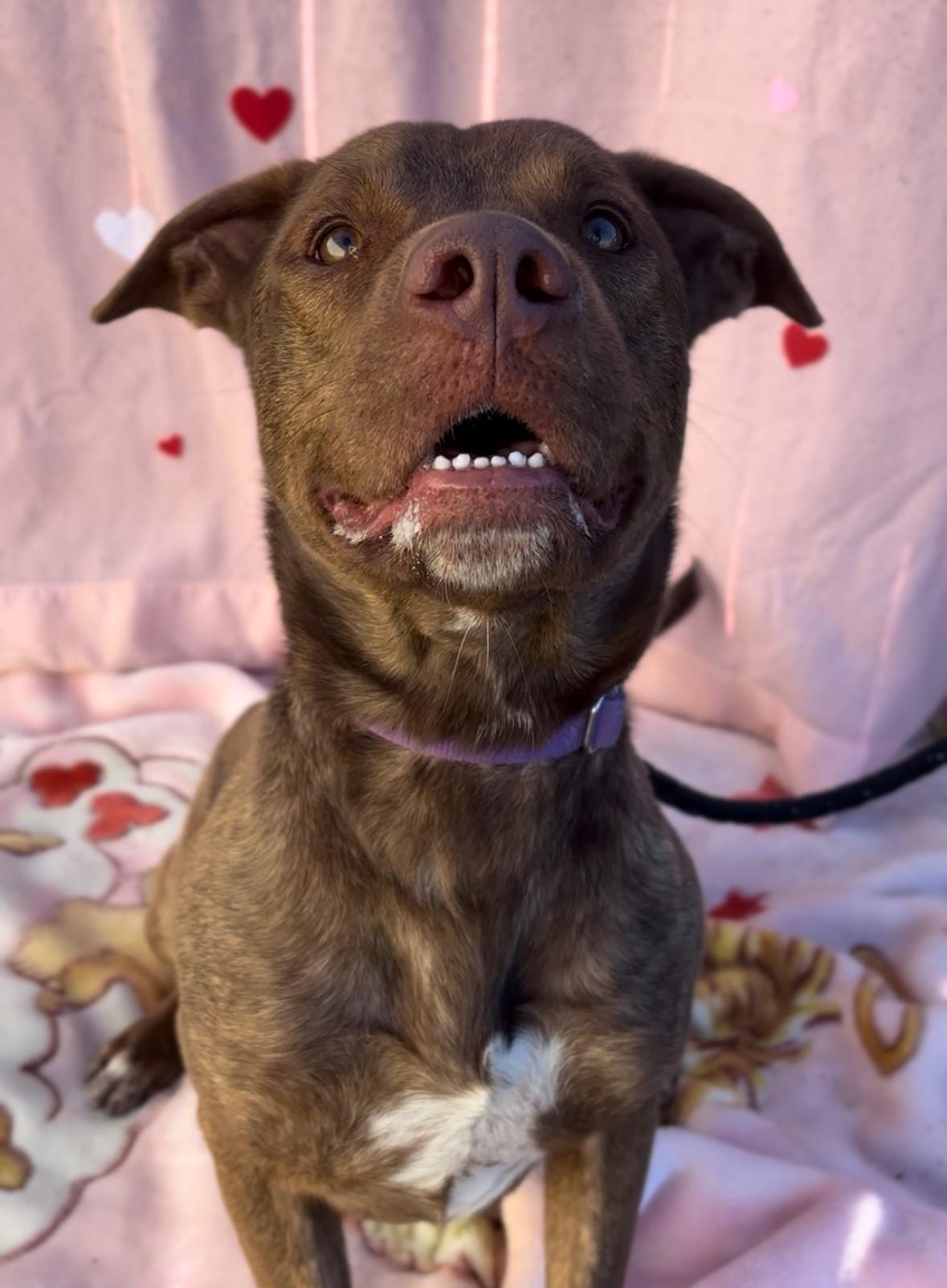 Enlarge Tucker, a ADOPTABLE mixed breed in Payson, AZ image 3/4