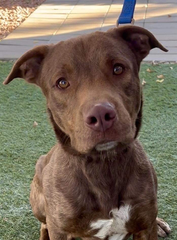 Tucker, ADOPTABLE, Adult Male Black Mouth Cur & Bulldog.