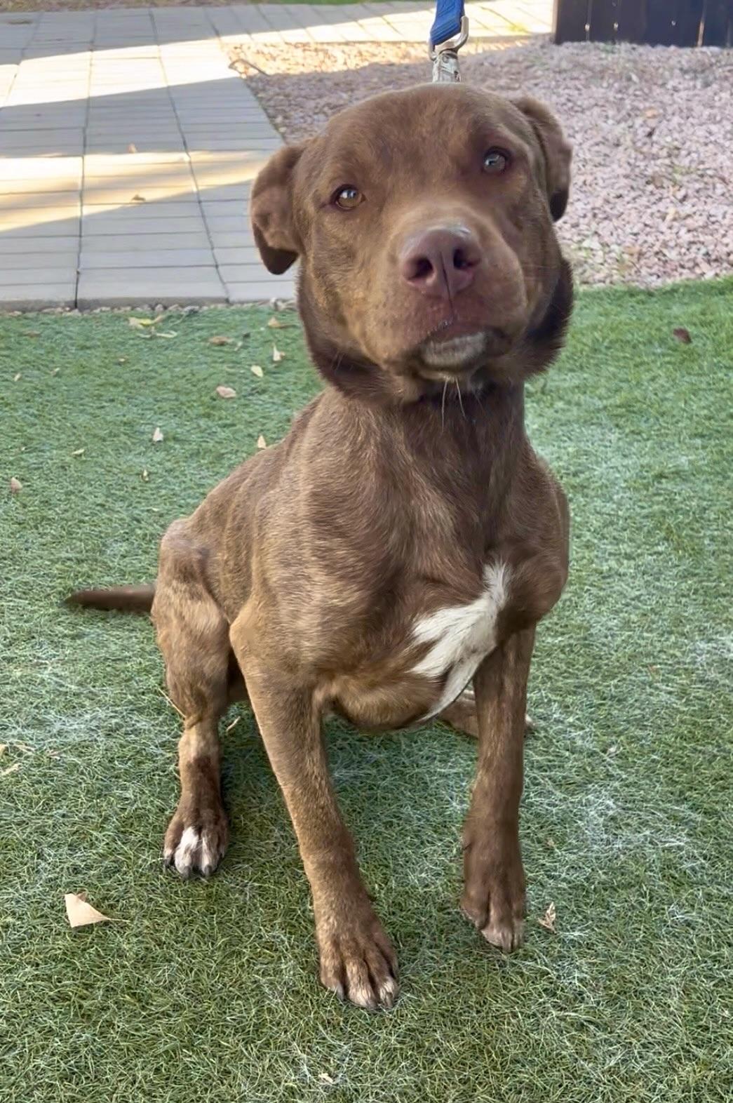 Enlarge Tucker, a ADOPTABLE mixed breed in Payson, AZ image 2/4