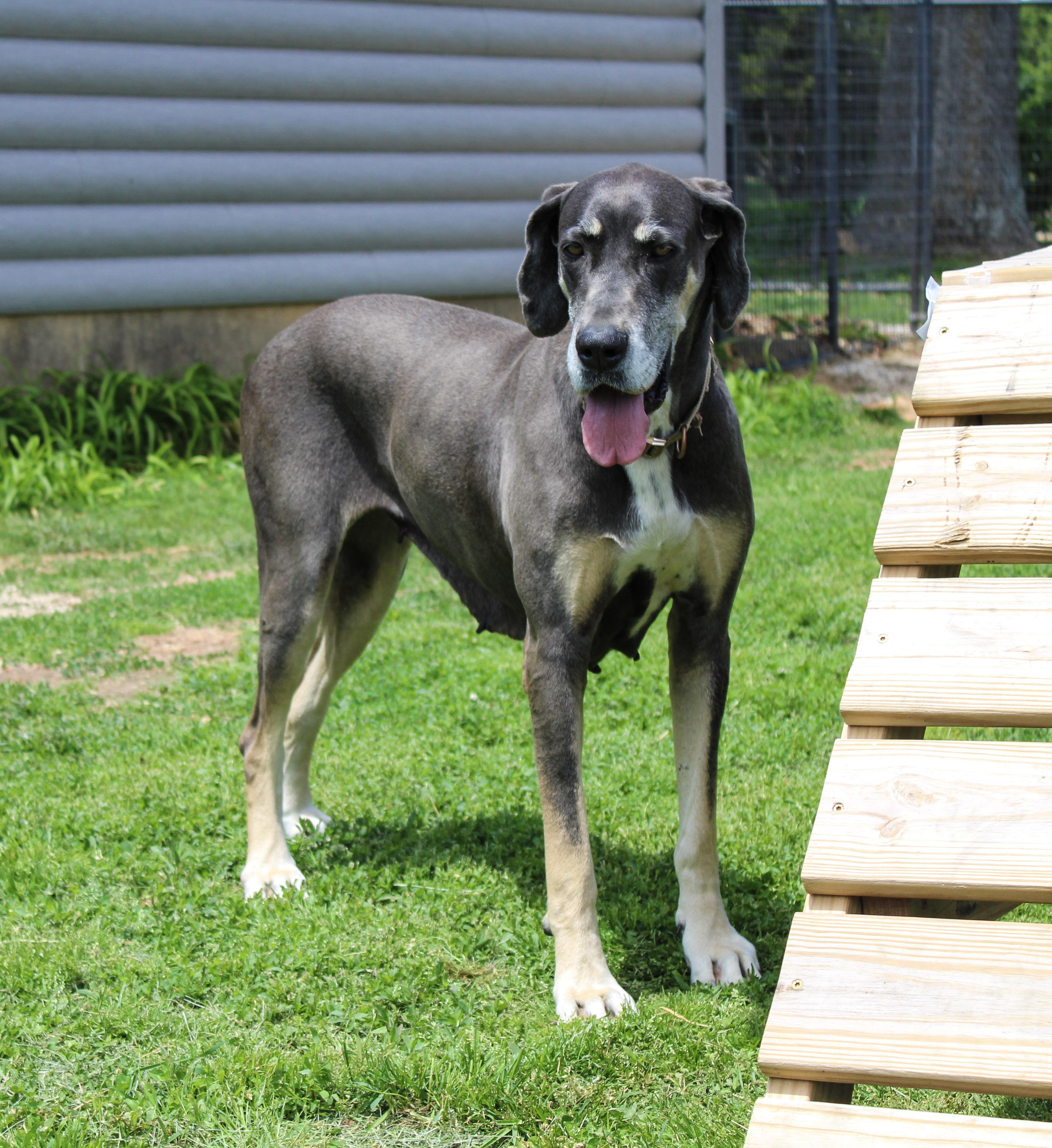 Enlarge Luna B, a ADOPTABLE Great Dane in Neosho, MO image 1/3