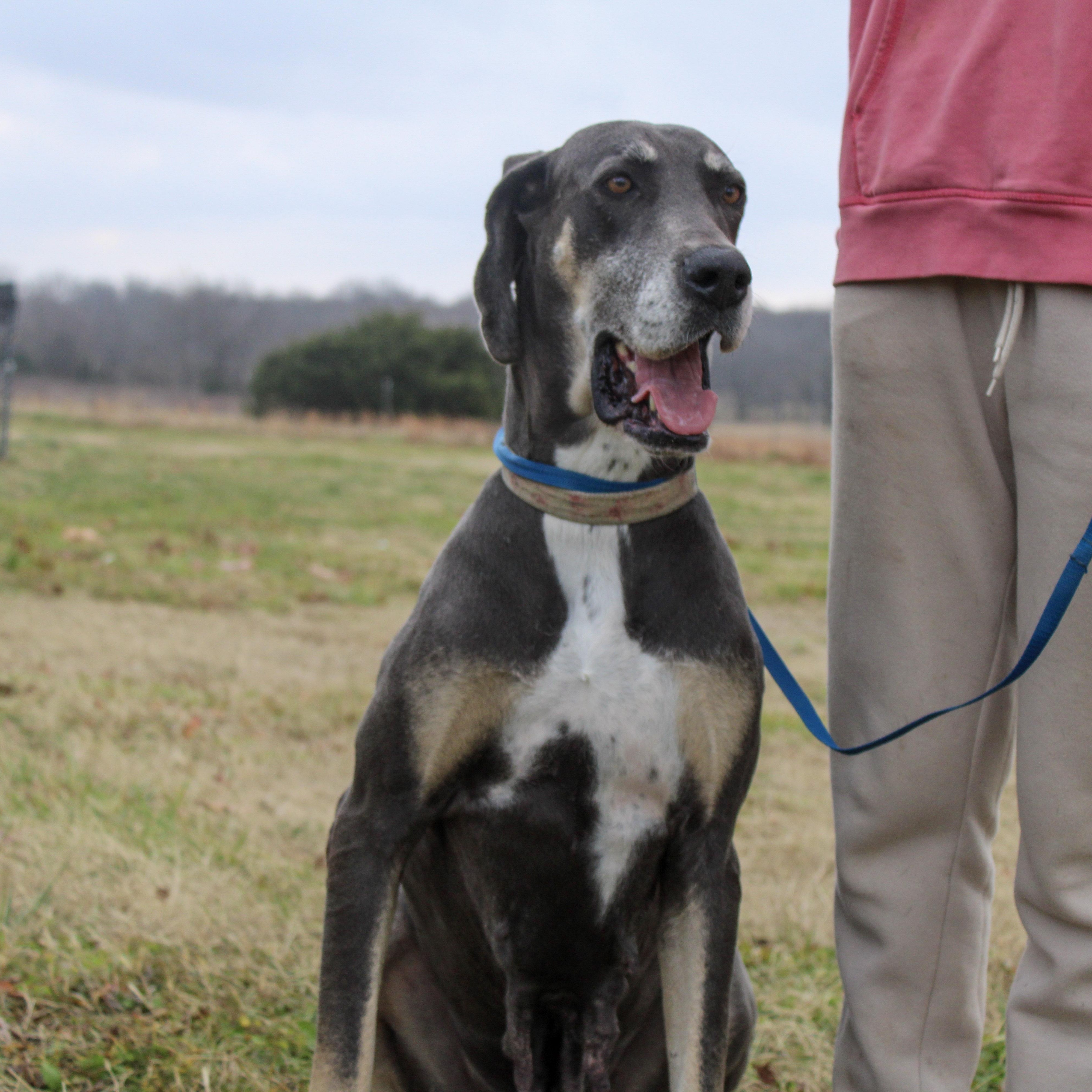Luna B, ADOPTABLE, Adult Female Great Dane.