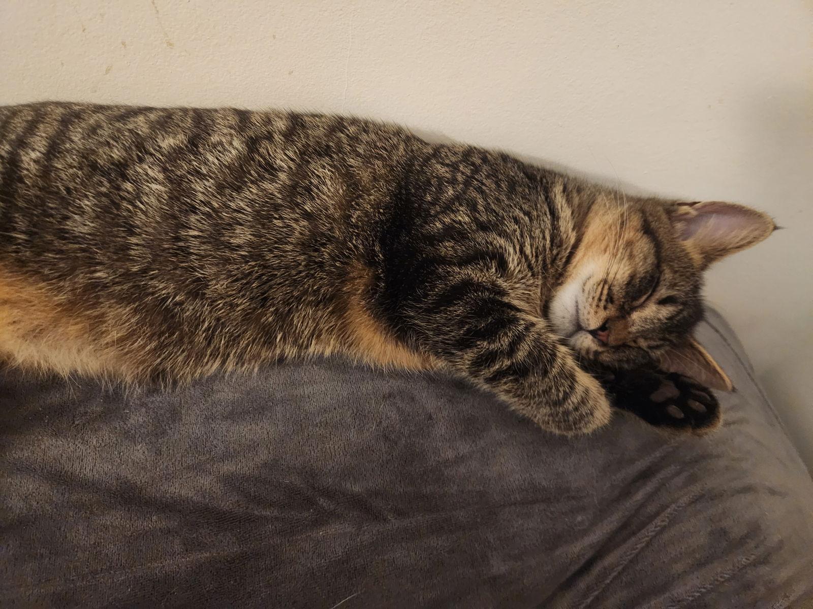 *Raccoon, a Adoptable Domestic Short Hair in Forest, VA image 1/3