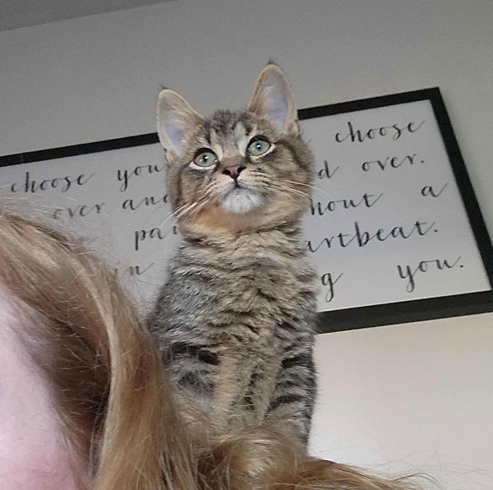 *Raccoon, a Adoptable Domestic Short Hair in Forest, VA image 2/3