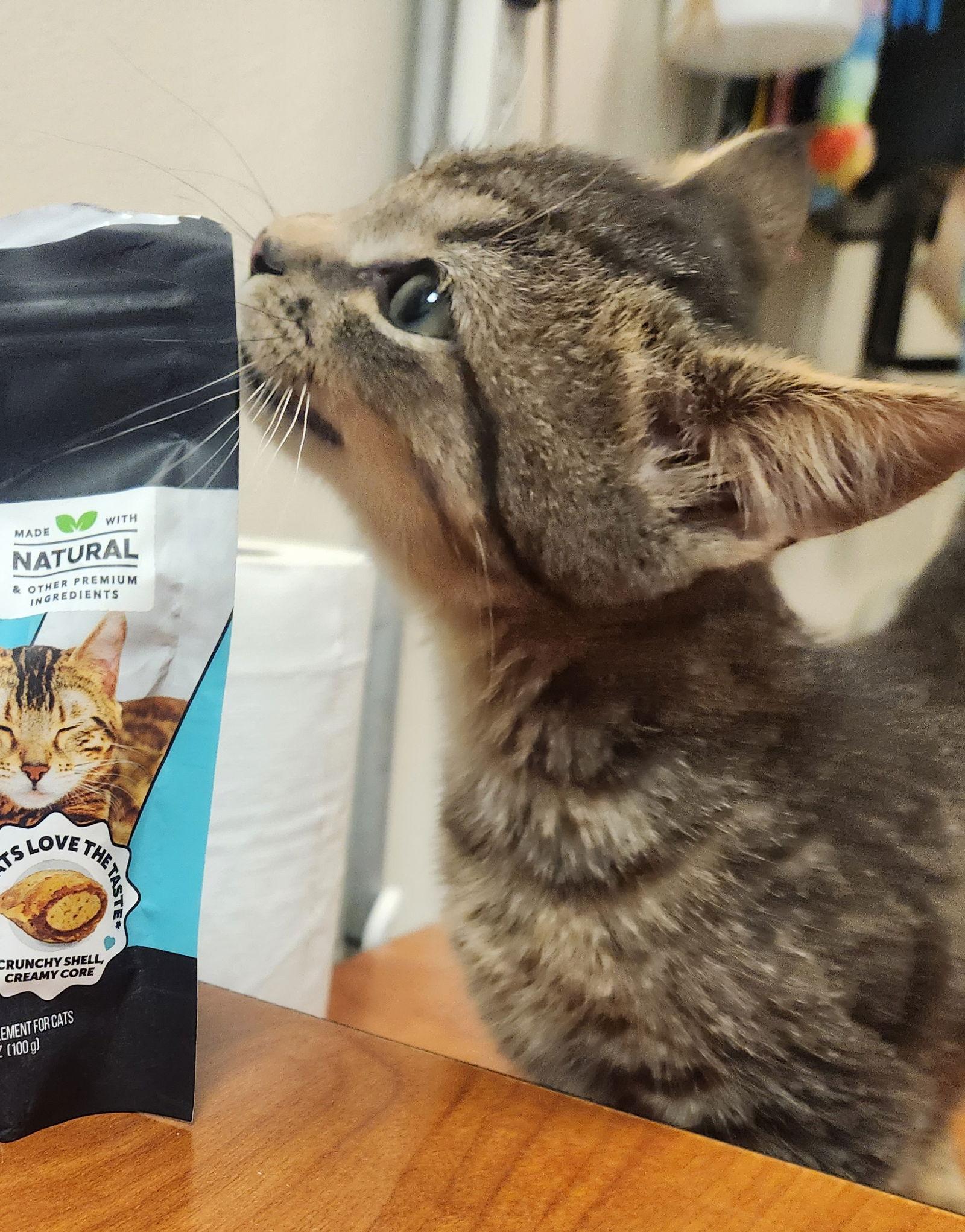 *Raccoon, a Adoptable Domestic Short Hair in Forest, VA image 3/3