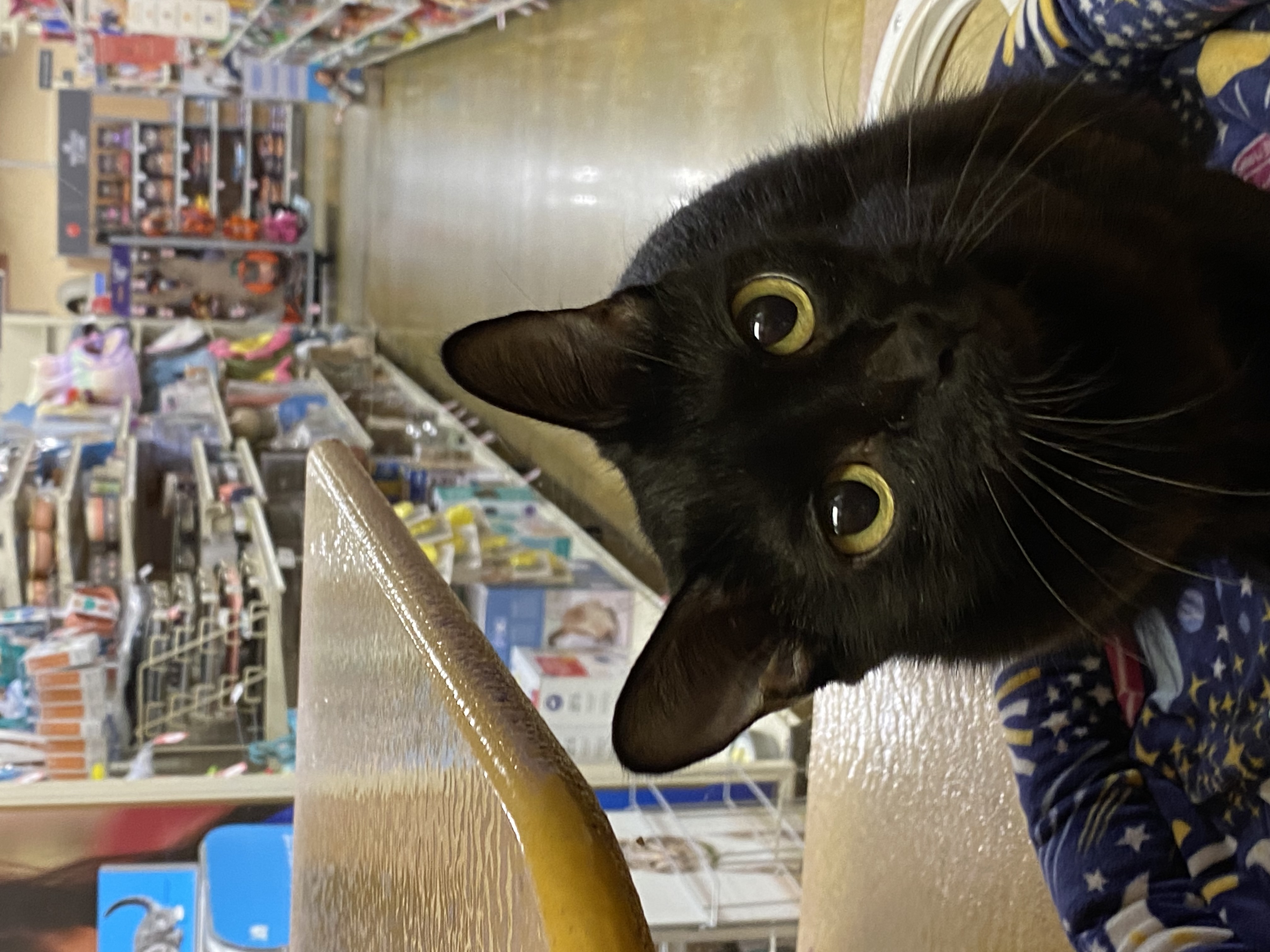 Magic, a Adoptable Domestic Short Hair in Beaumont, TX image 1/3