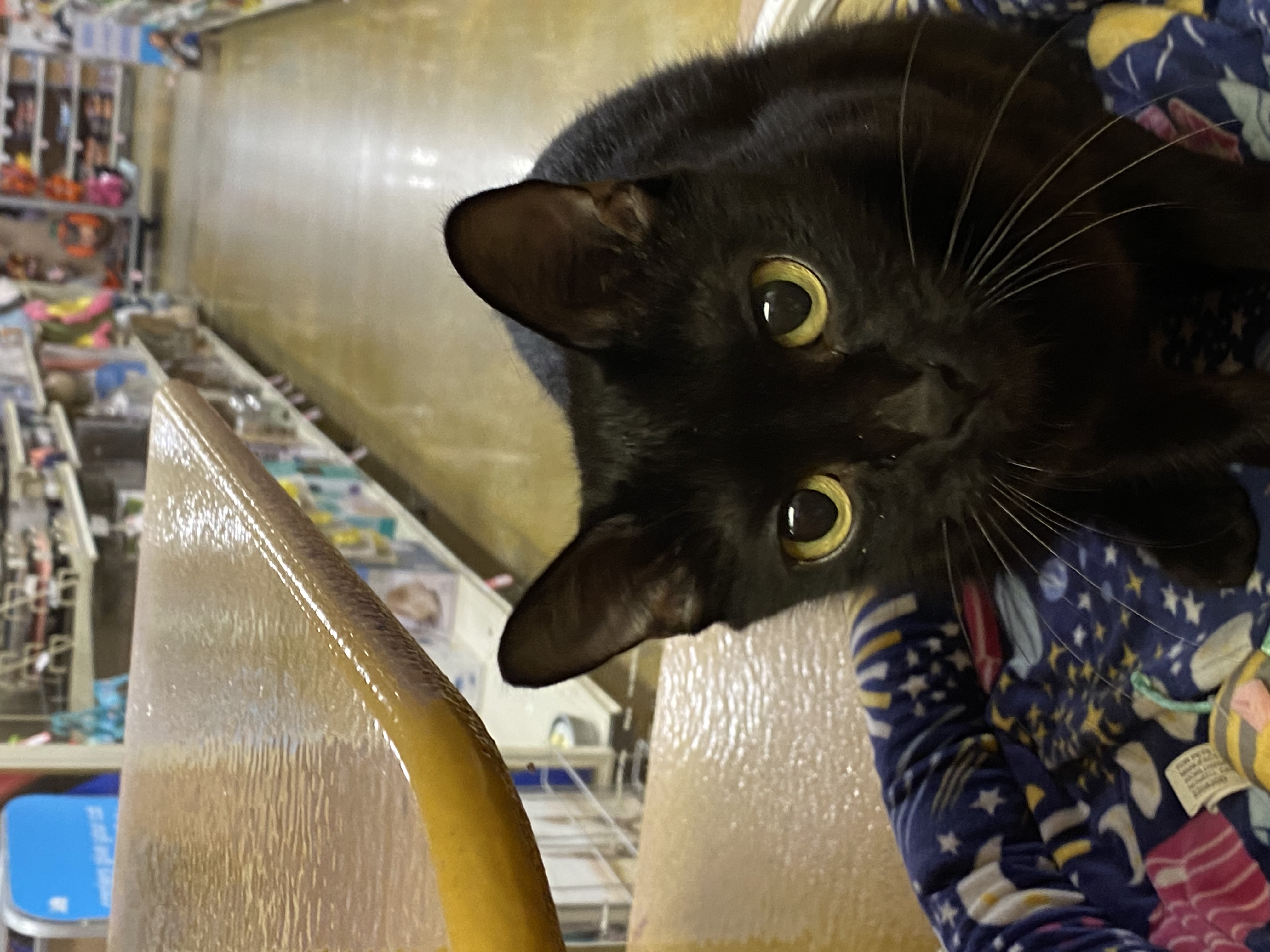 Magic, a Adoptable Domestic Short Hair in Beaumont, TX image 2/3