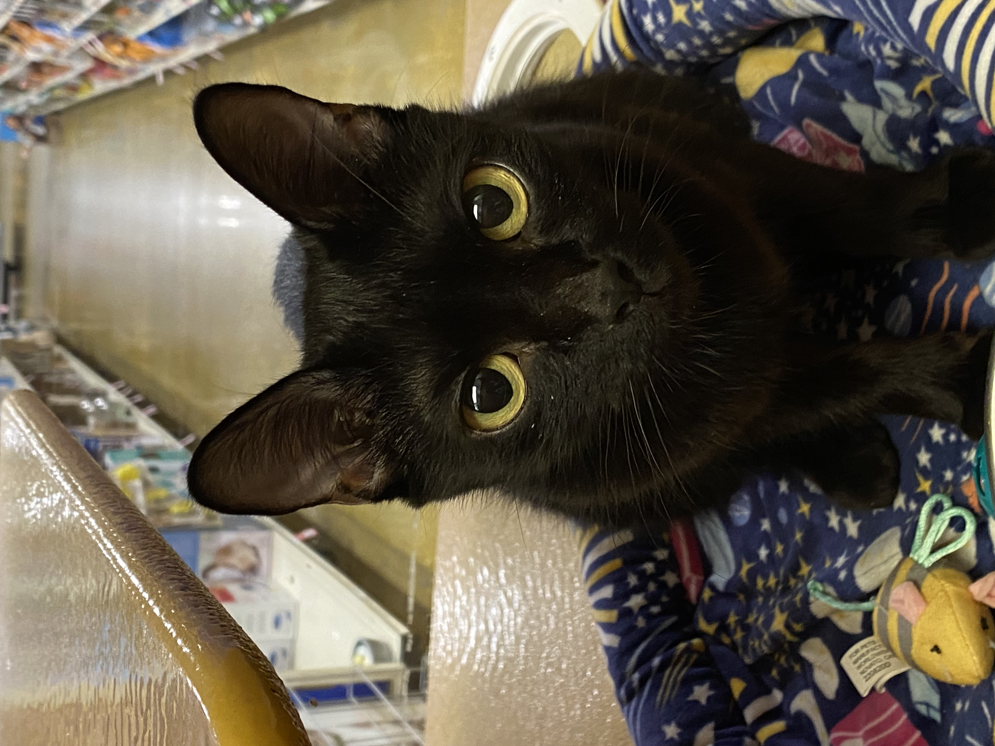 Magic, a Adoptable Domestic Short Hair in Beaumont, TX image 3/3