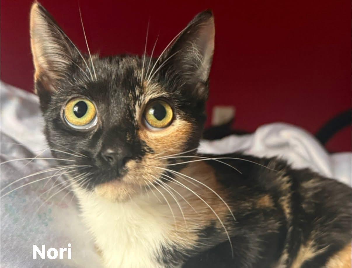 Nori, Adoptable, Young Female Domestic Short Hair.