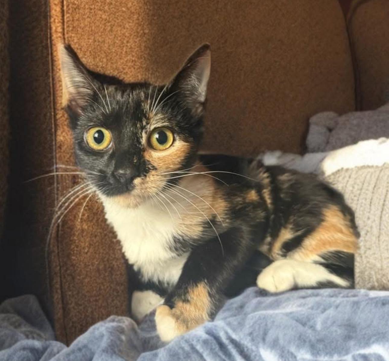 Nori, Adoptable, Young Female Domestic Short Hair.