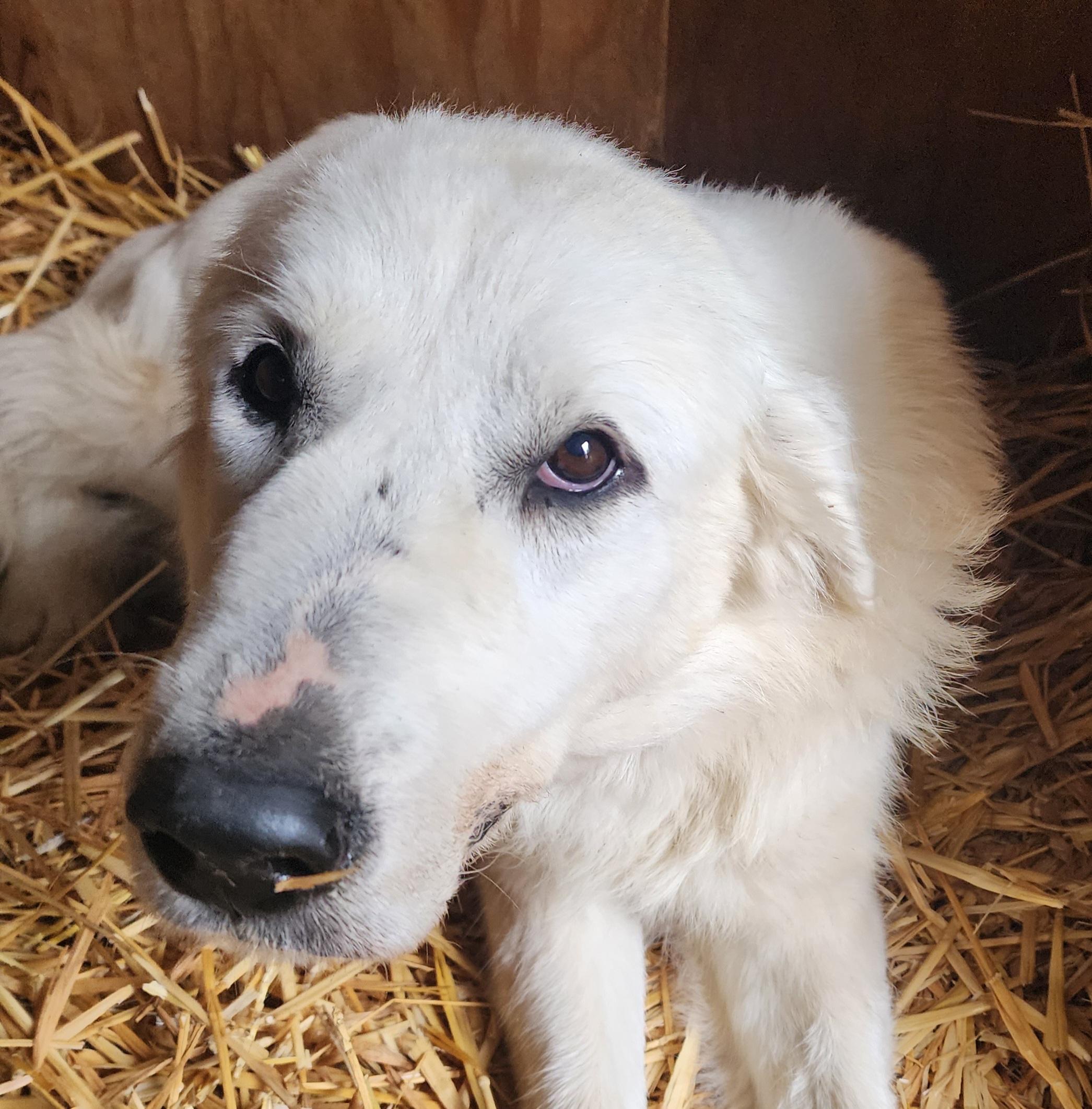 Melody, ADOPTABLE, Adult Female Great Pyrenees.