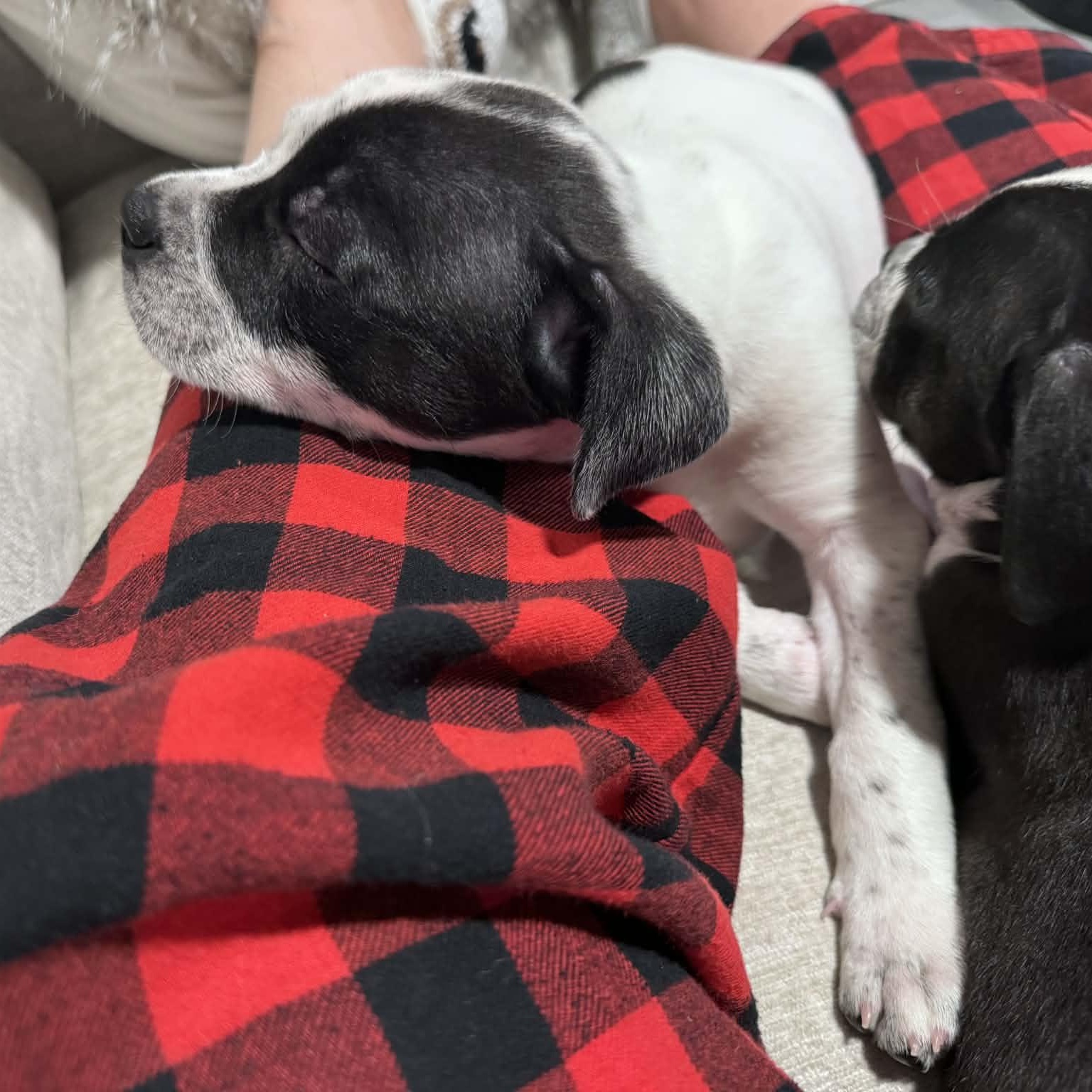 Enlarge Crystal, a ADOPTABLE mixed breed in Buffalo, NY image 4/6