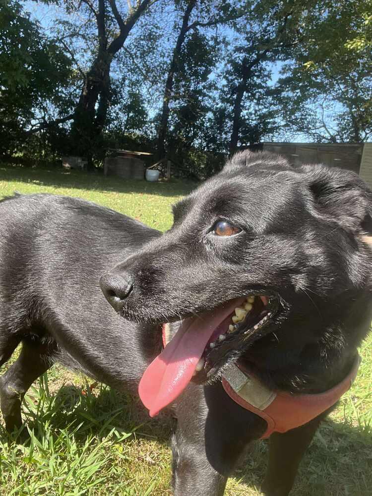 RAVEN, Adoptable, Adult Female Labrador Retriever.