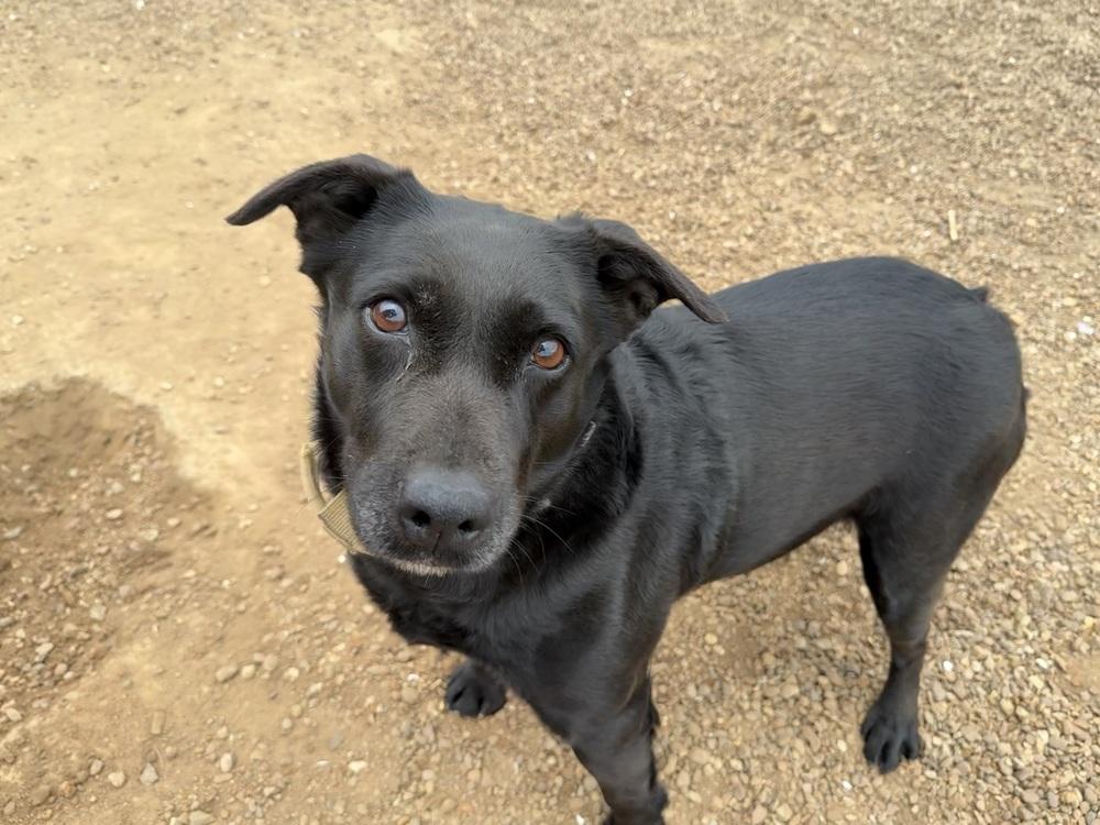 Enlarge RAVEN, a Adoptable mixed breed in Lexington, TN image 2/6