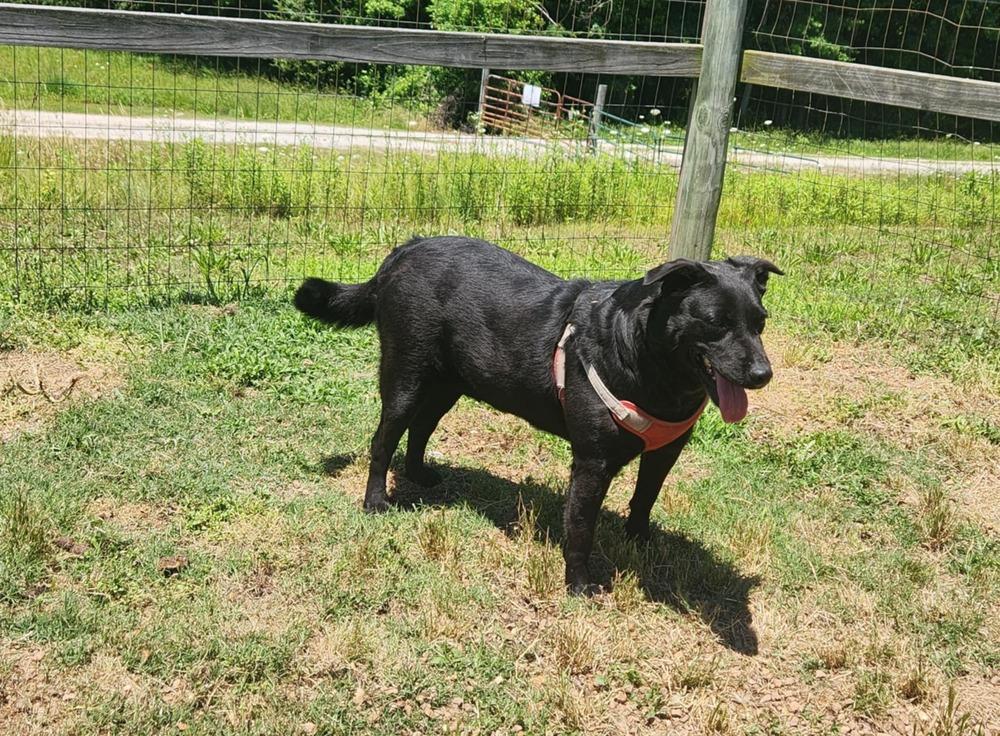 RAVEN, a Adoptable mixed breed in Lexington, TN image 2/4