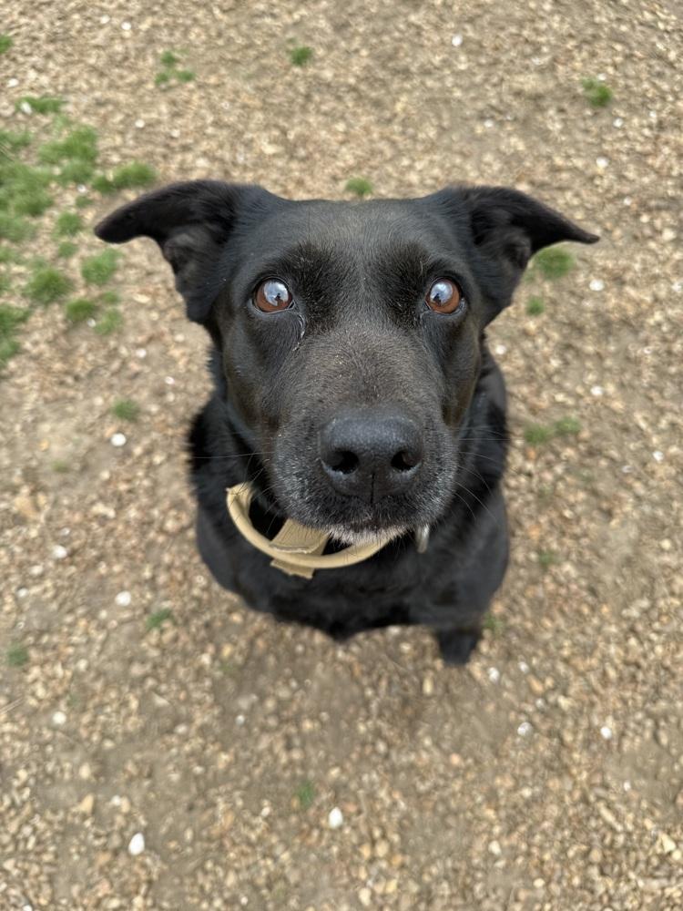 Enlarge RAVEN, a Adoptable mixed breed in Lexington, TN image 4/6