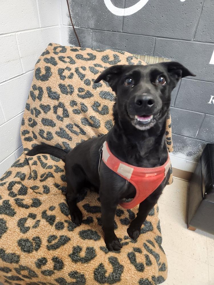 RAVEN, a Adoptable mixed breed in Lexington, TN image 3/4