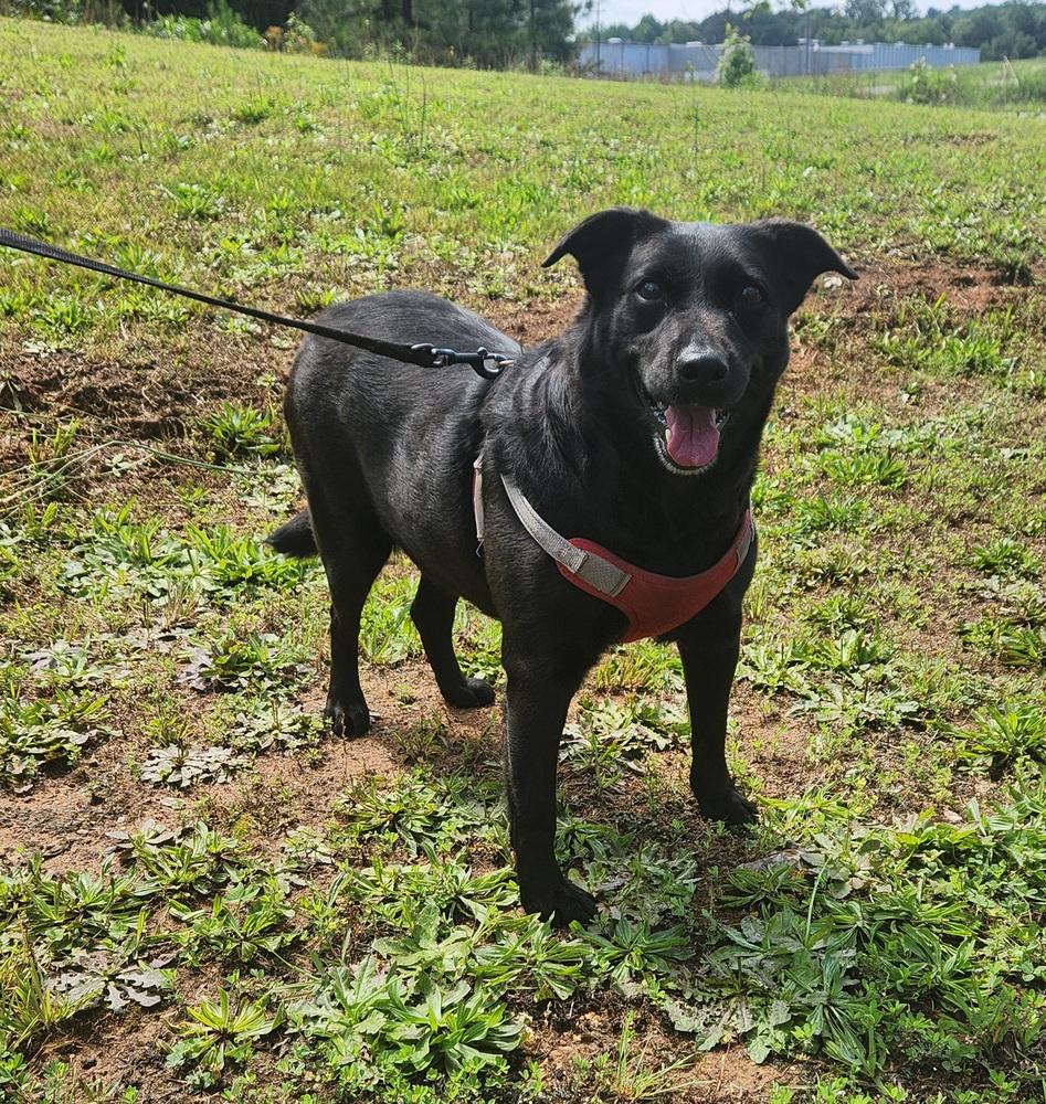 RAVEN, a Adoptable mixed breed in Lexington, TN image 4/4