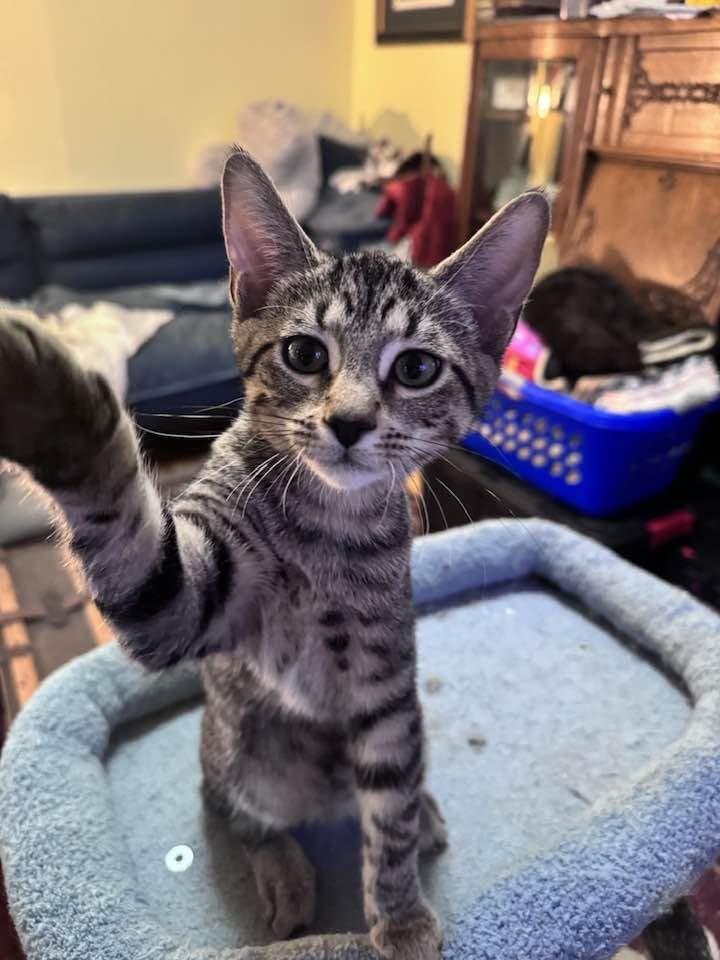 Sophie, adopted, Kitten Female Domestic Short Hair.