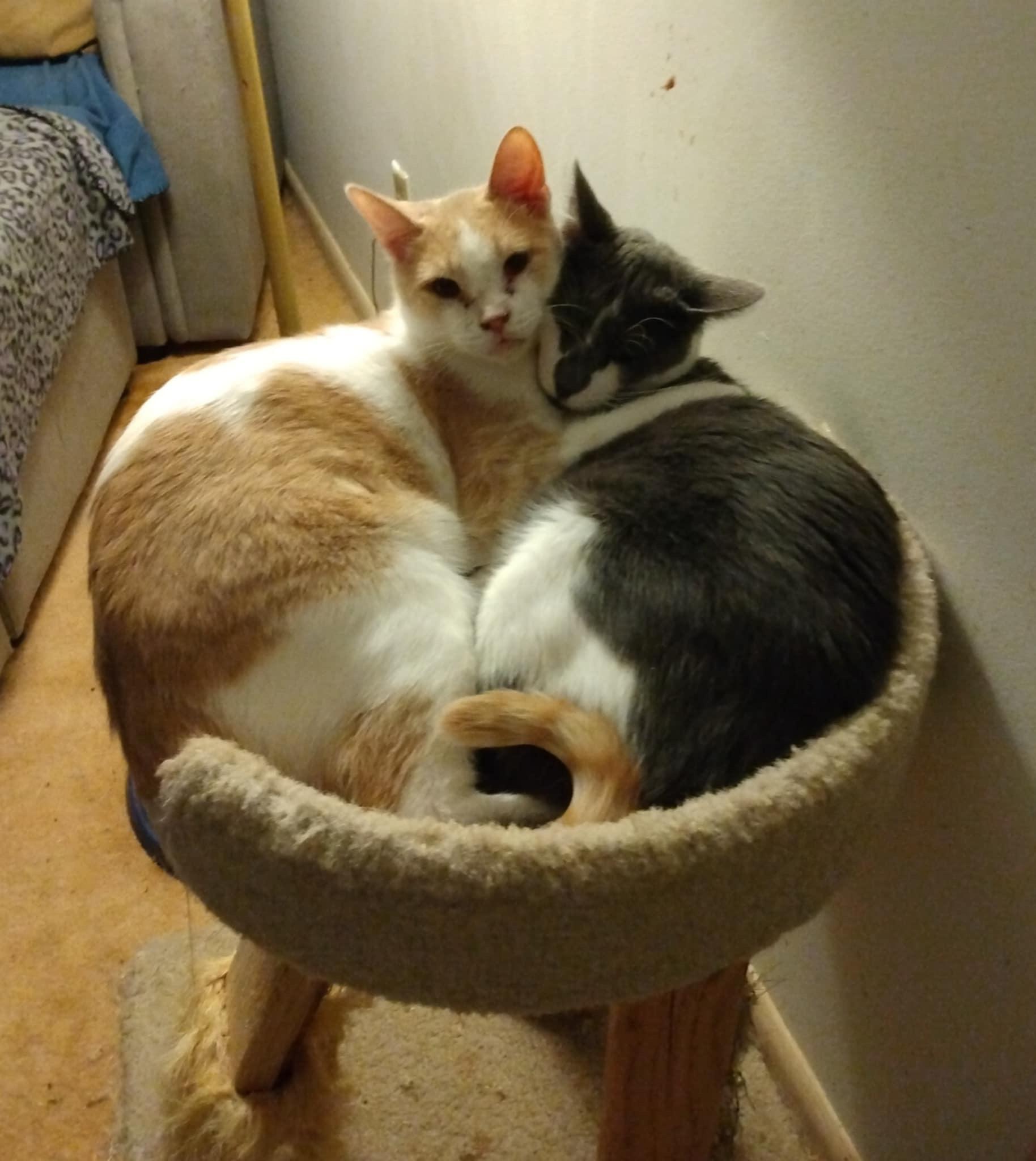 Theodore (Chipmunk litter)