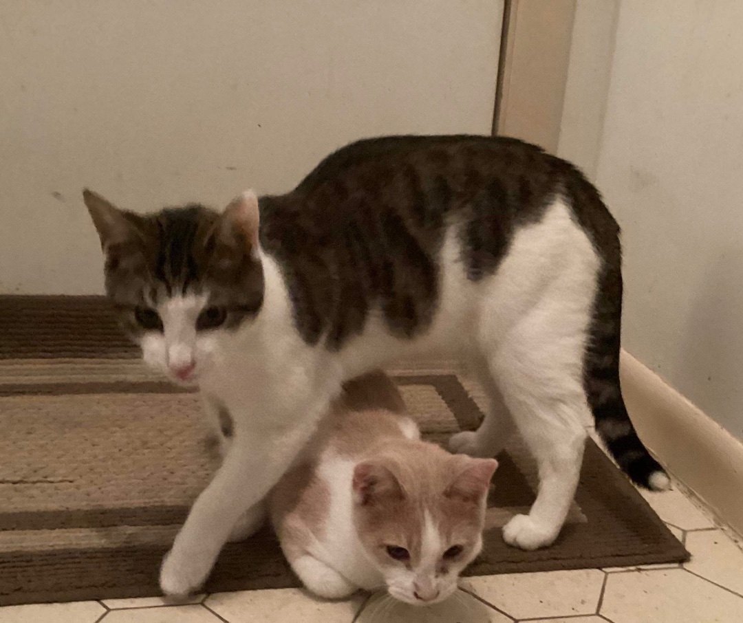 Theodore (Chipmunk litter)