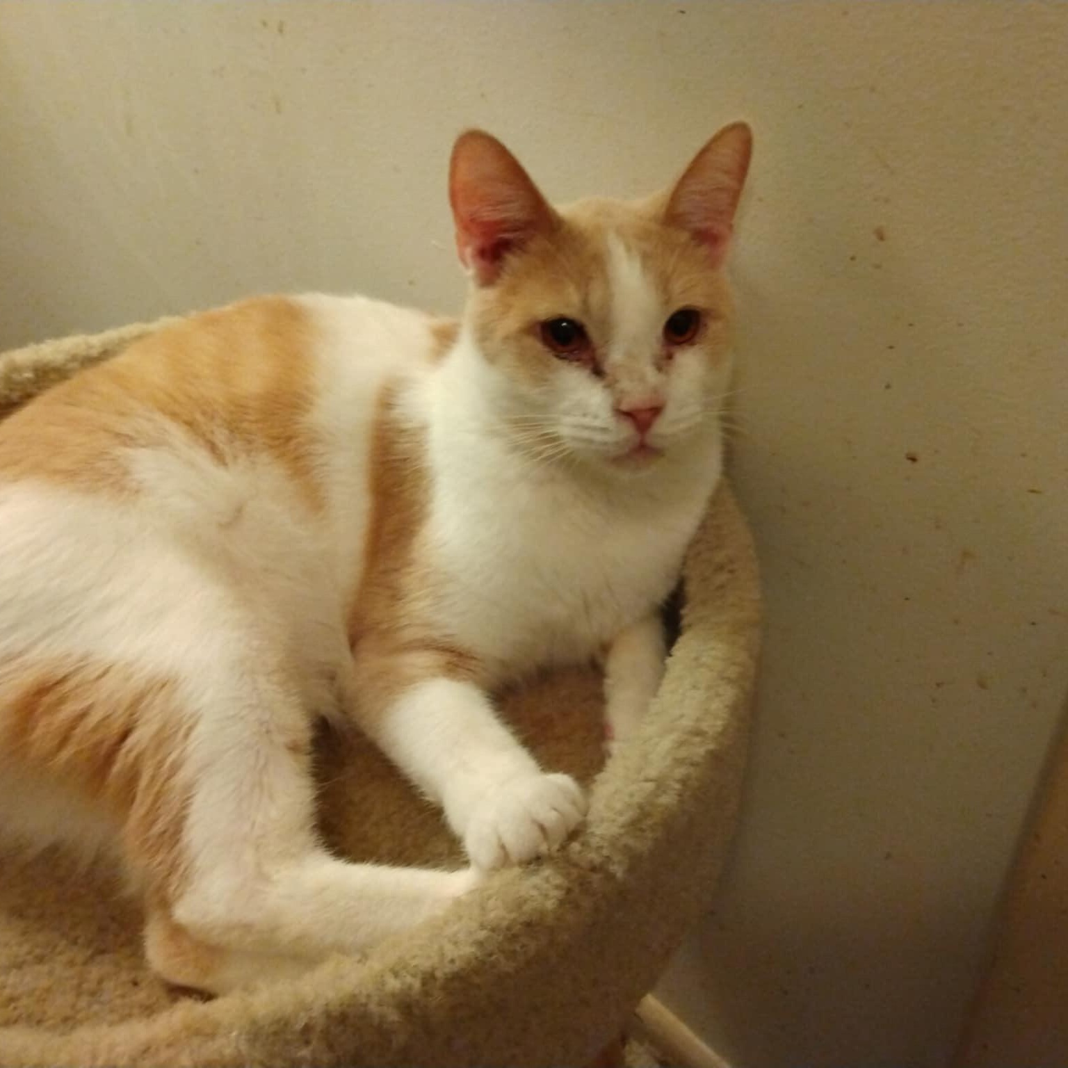 Theodore (Chipmunk litter)