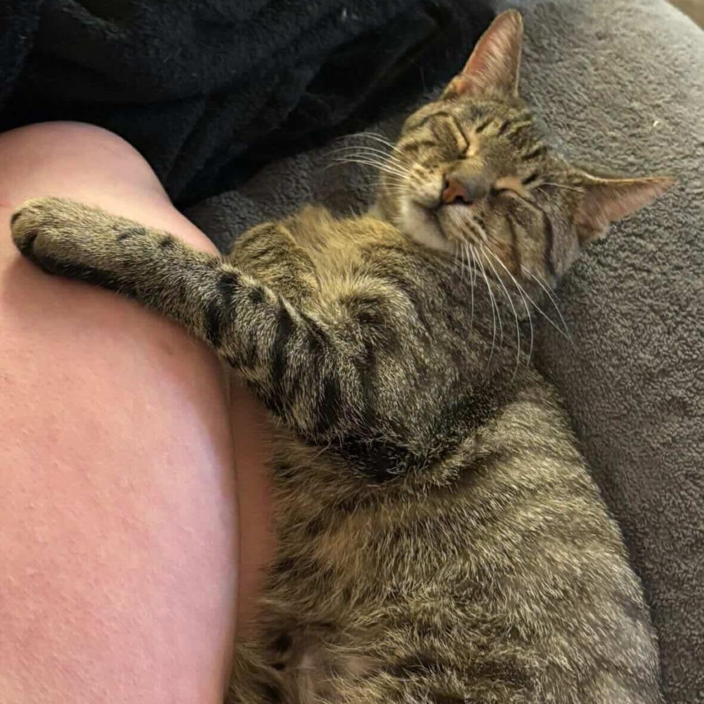 Rogue One, Adoptable, Young Male Domestic Short Hair.