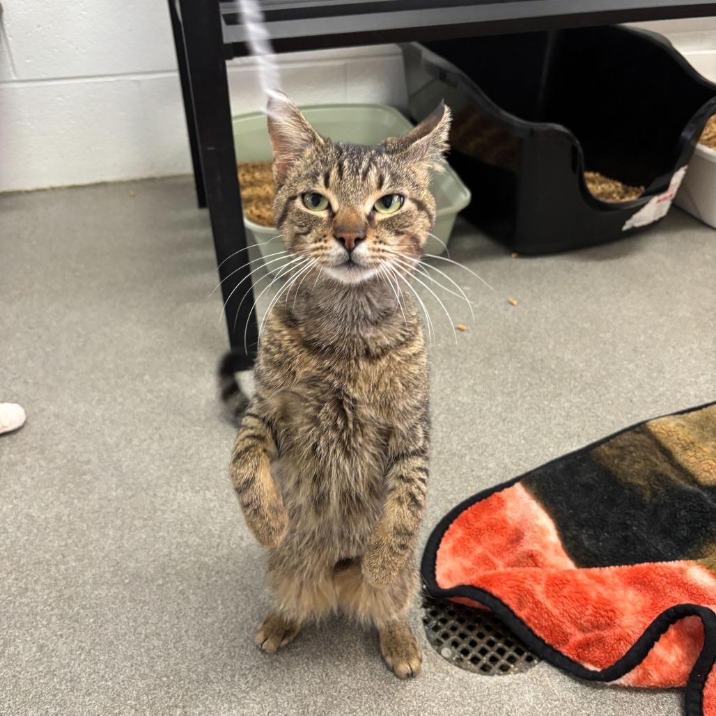 Rogue One, Adoptable, Young Male Domestic Short Hair.