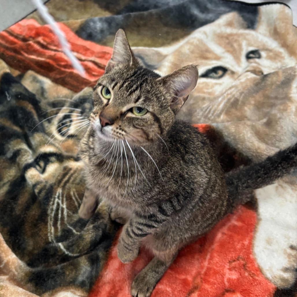 Enlarge Rogue One, a Adoptable Domestic Short Hair in Carencro, LA image 2/3