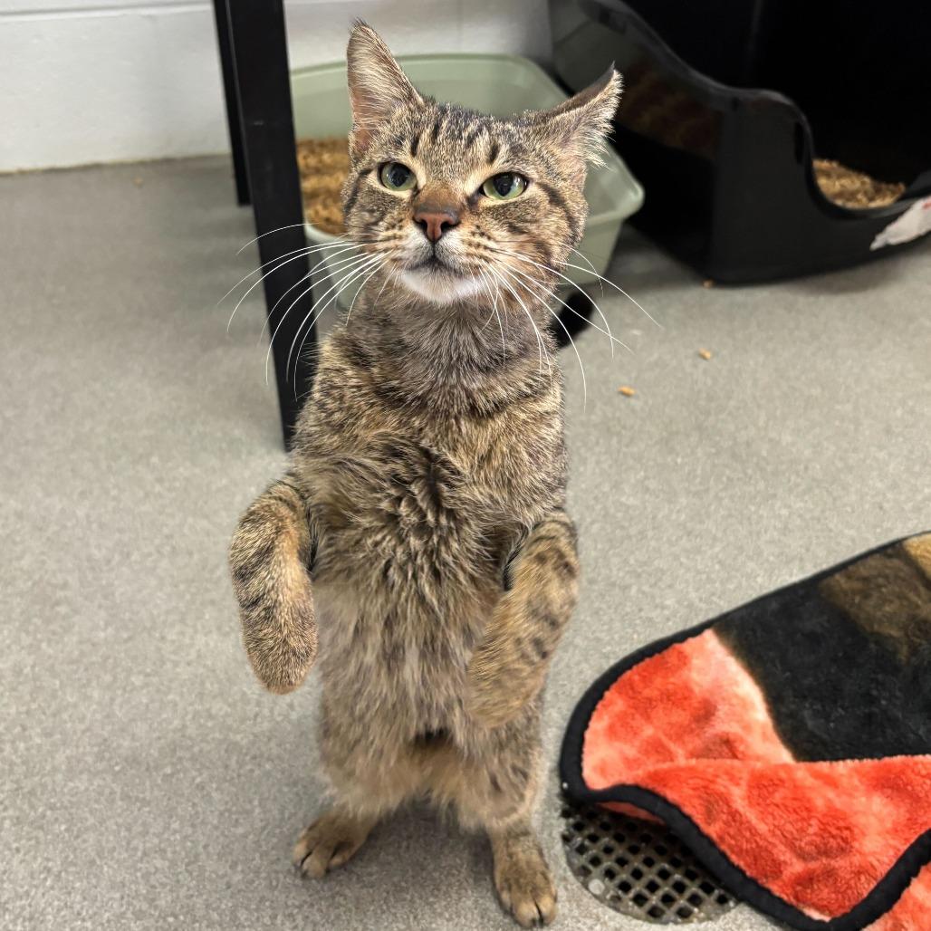 Enlarge Rogue One, a Adoptable Domestic Short Hair in Carencro, LA image 3/3