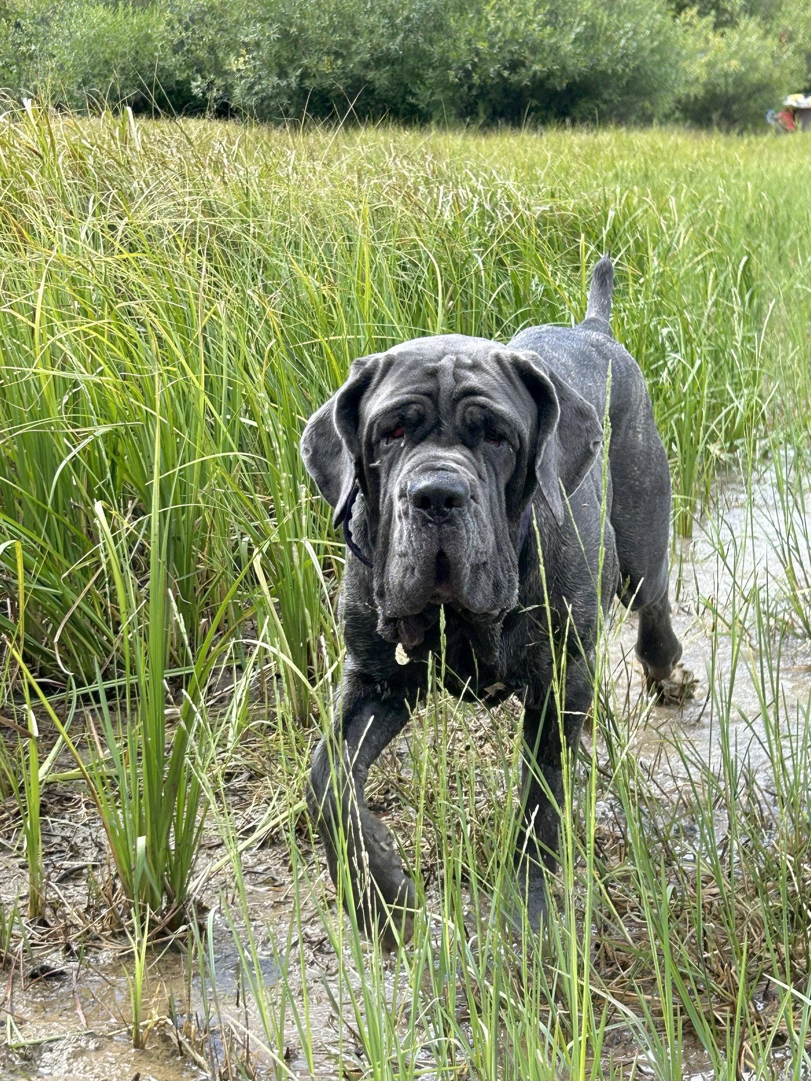 Capri, Adopted, Adult Female Neapolitan Mastiff.