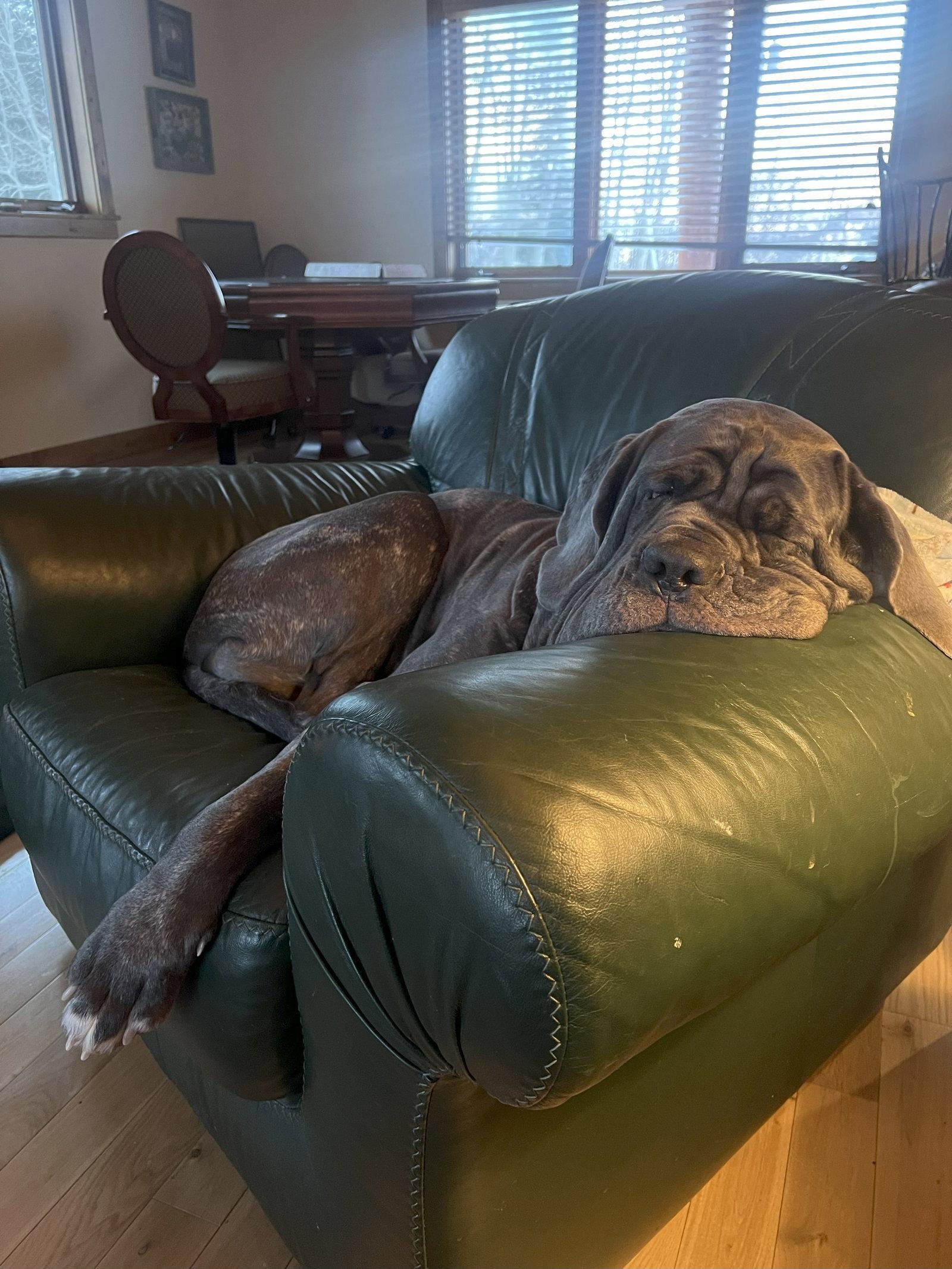 Enlarge Capri, a Adopted Neapolitan Mastiff in Saint Charles, MO image 2/3