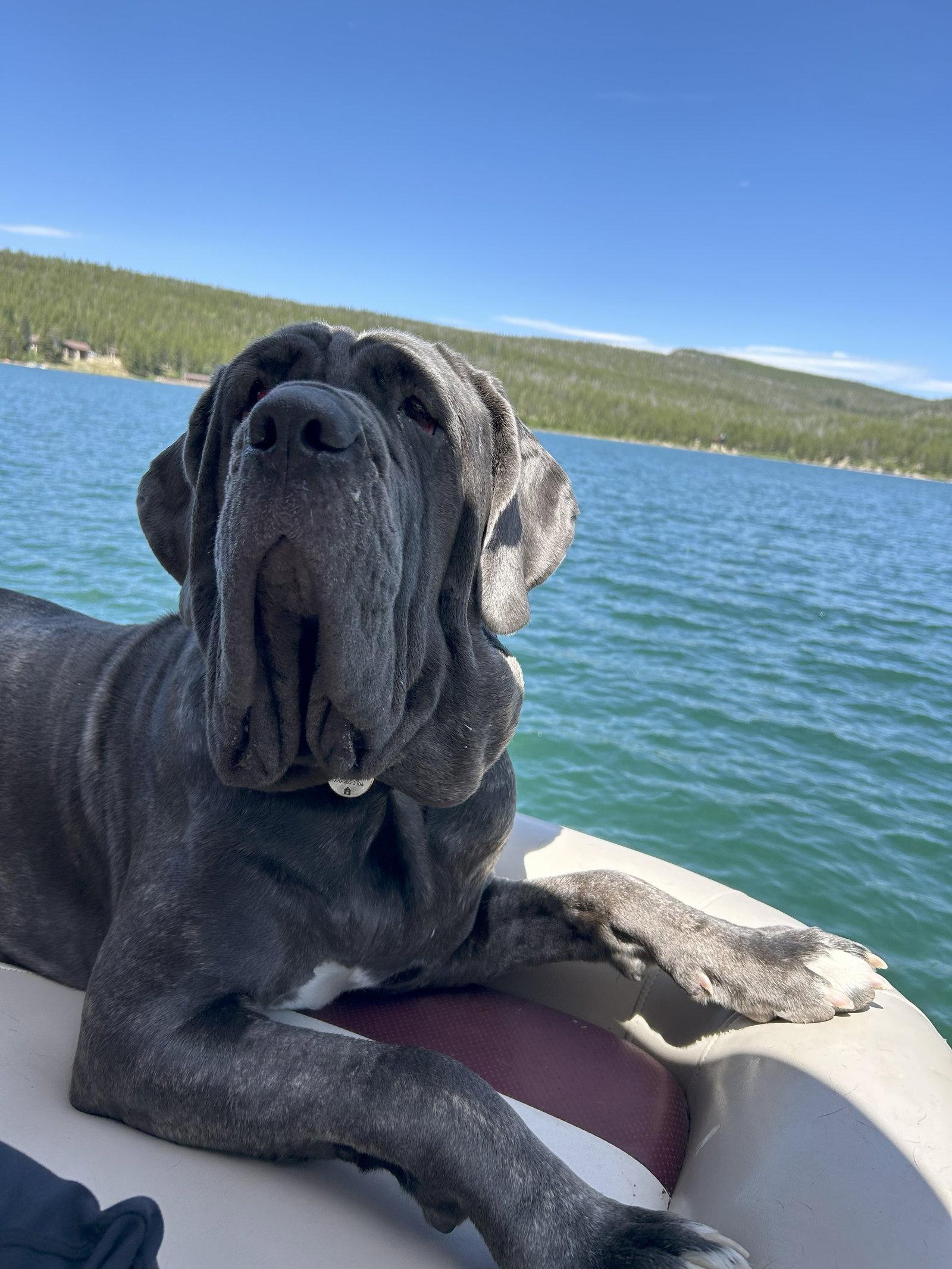 Capri, Adopted, Adult Female Neapolitan Mastiff.