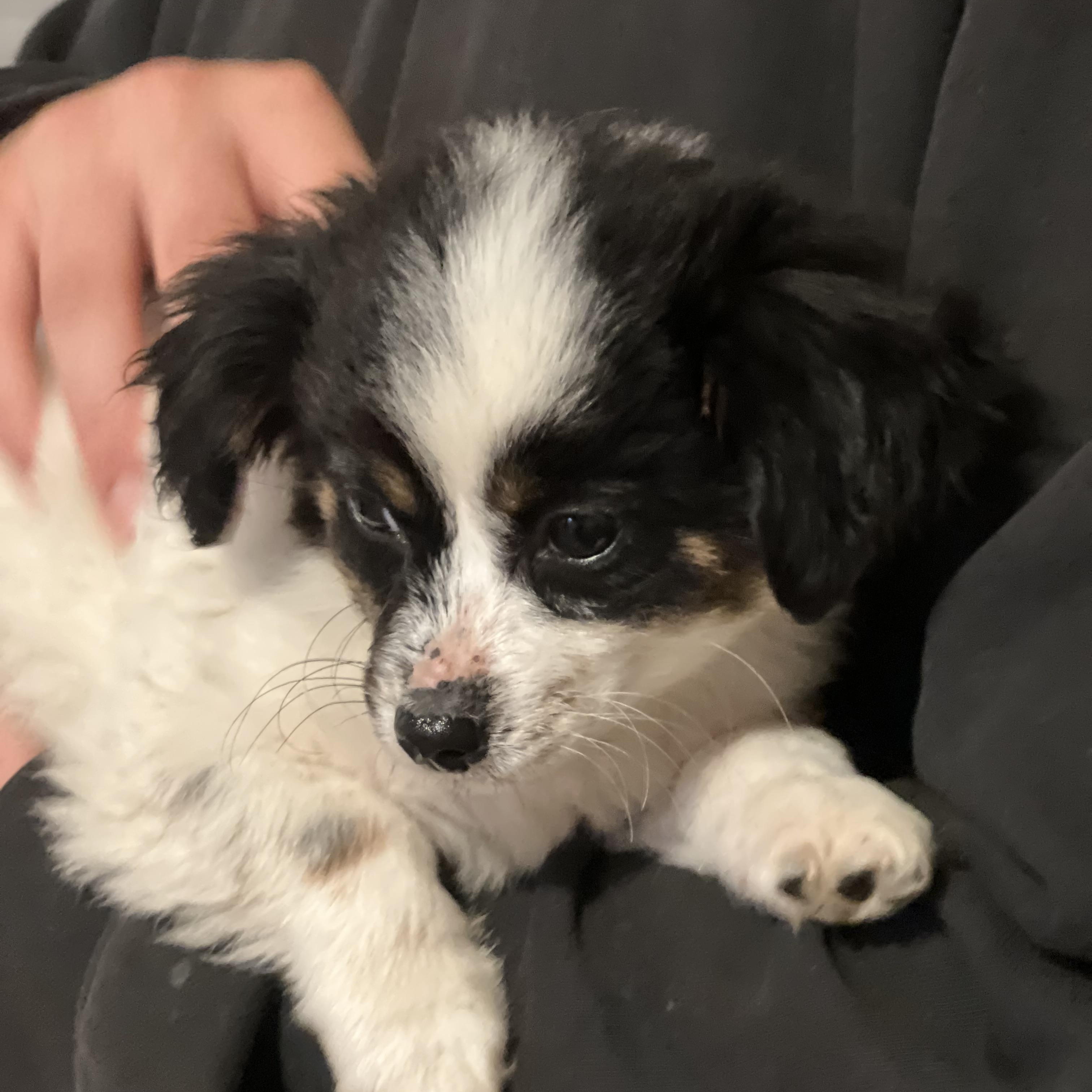 Jingle~ Tricolored Spaniel