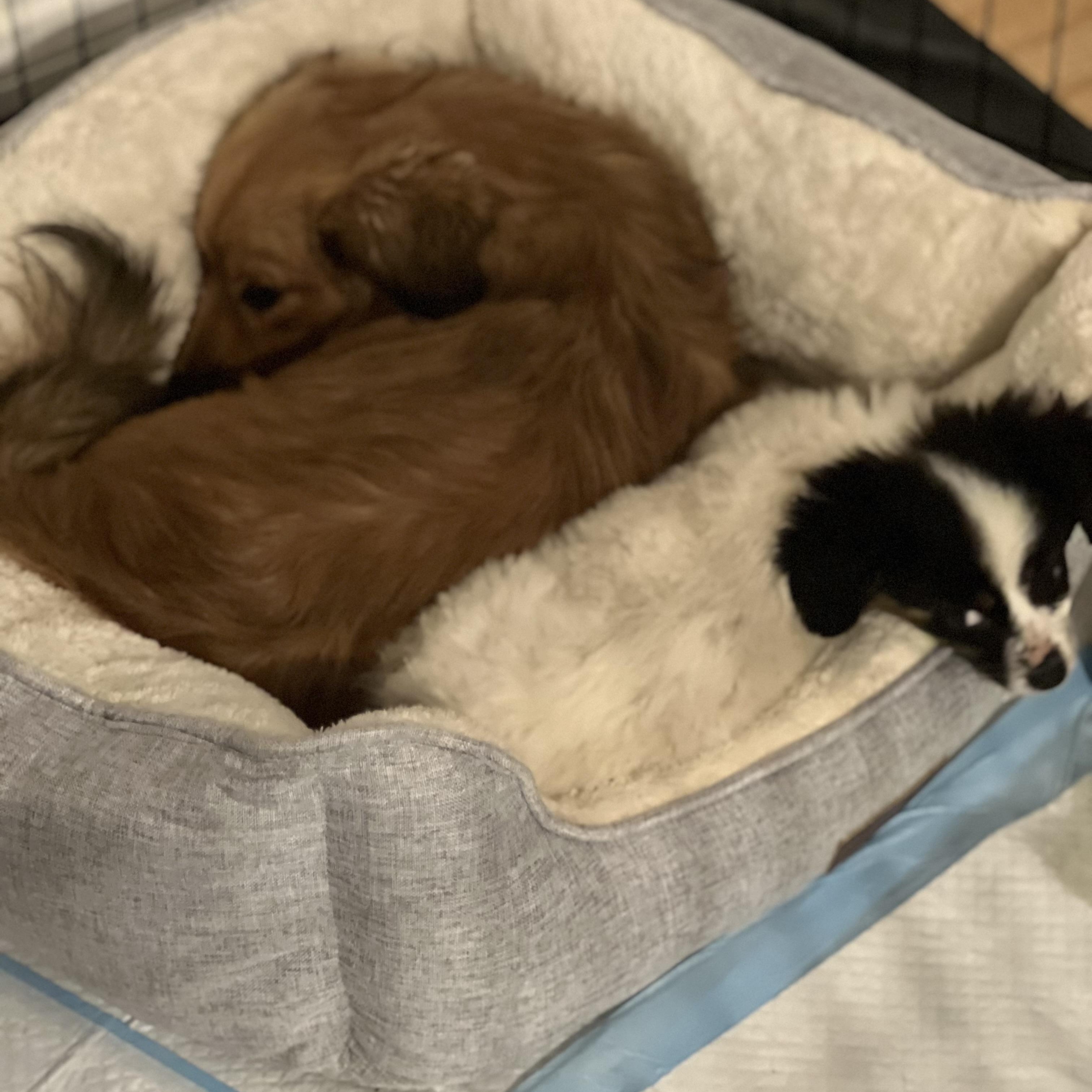 Jingle~ Tricolored Spaniel thumbnail 3