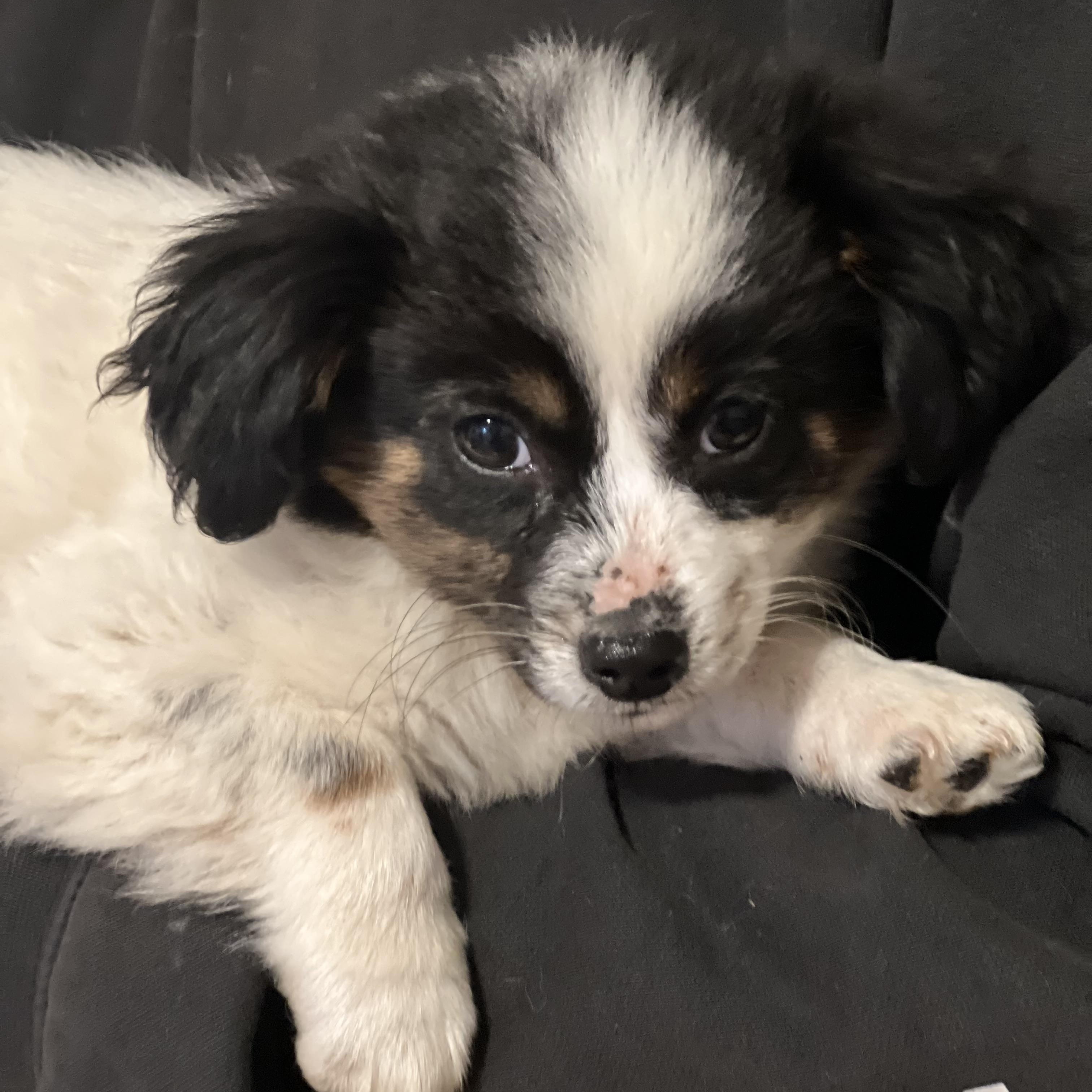 Jingle~ Tricolored Spaniel thumbnail 4