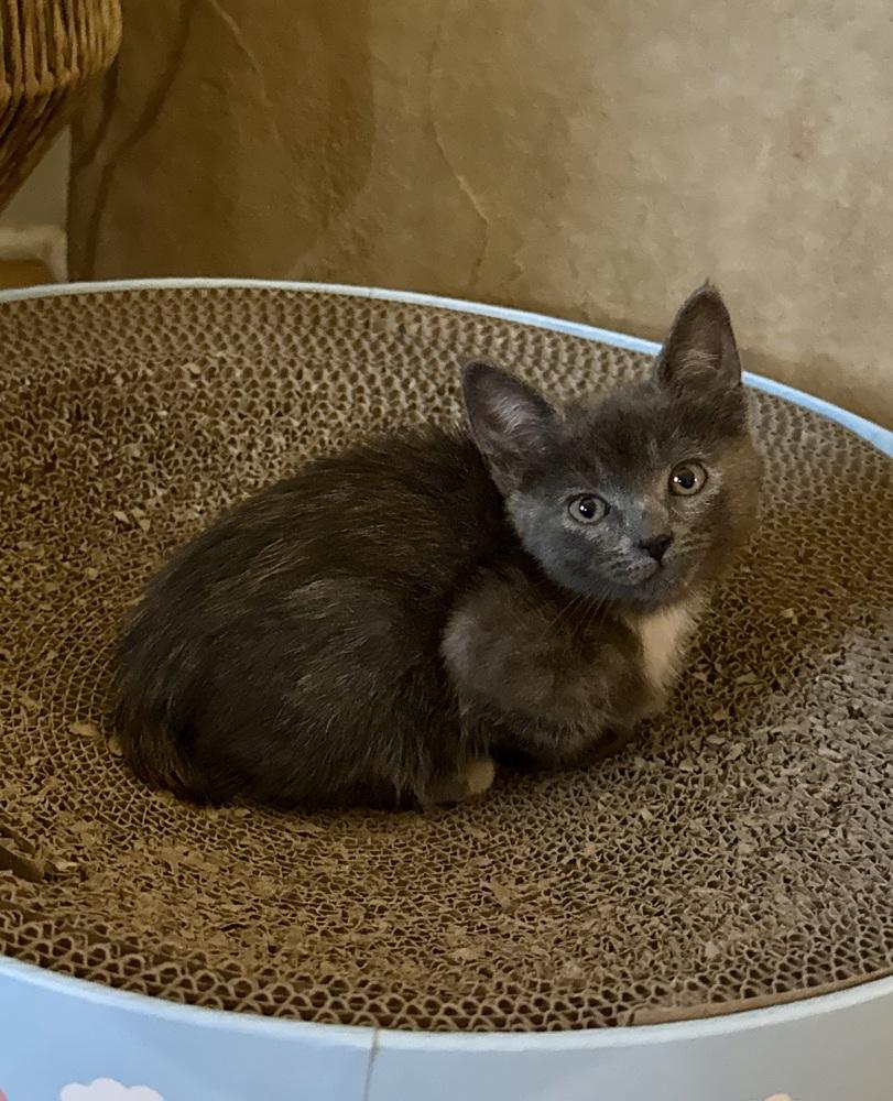 Uncrustable, Adoptable, Kitten Female Domestic Short Hair.